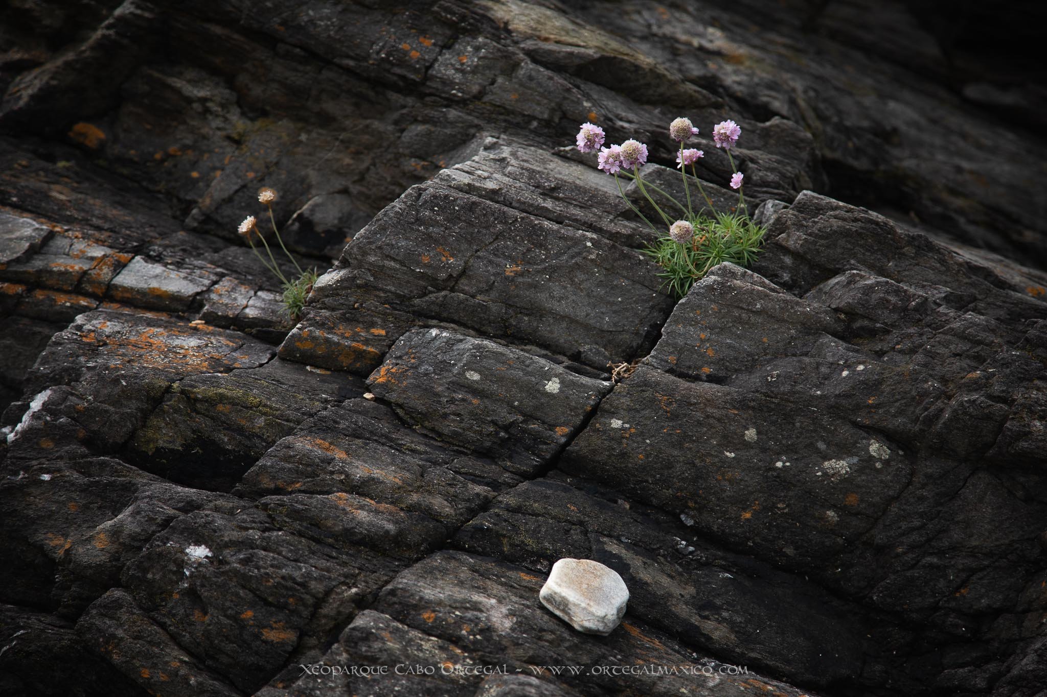 Imagen de la flora brotando de entre las grietas de las eclogitas del Peiral, Cariño, Geoparque Cabo Ortegal