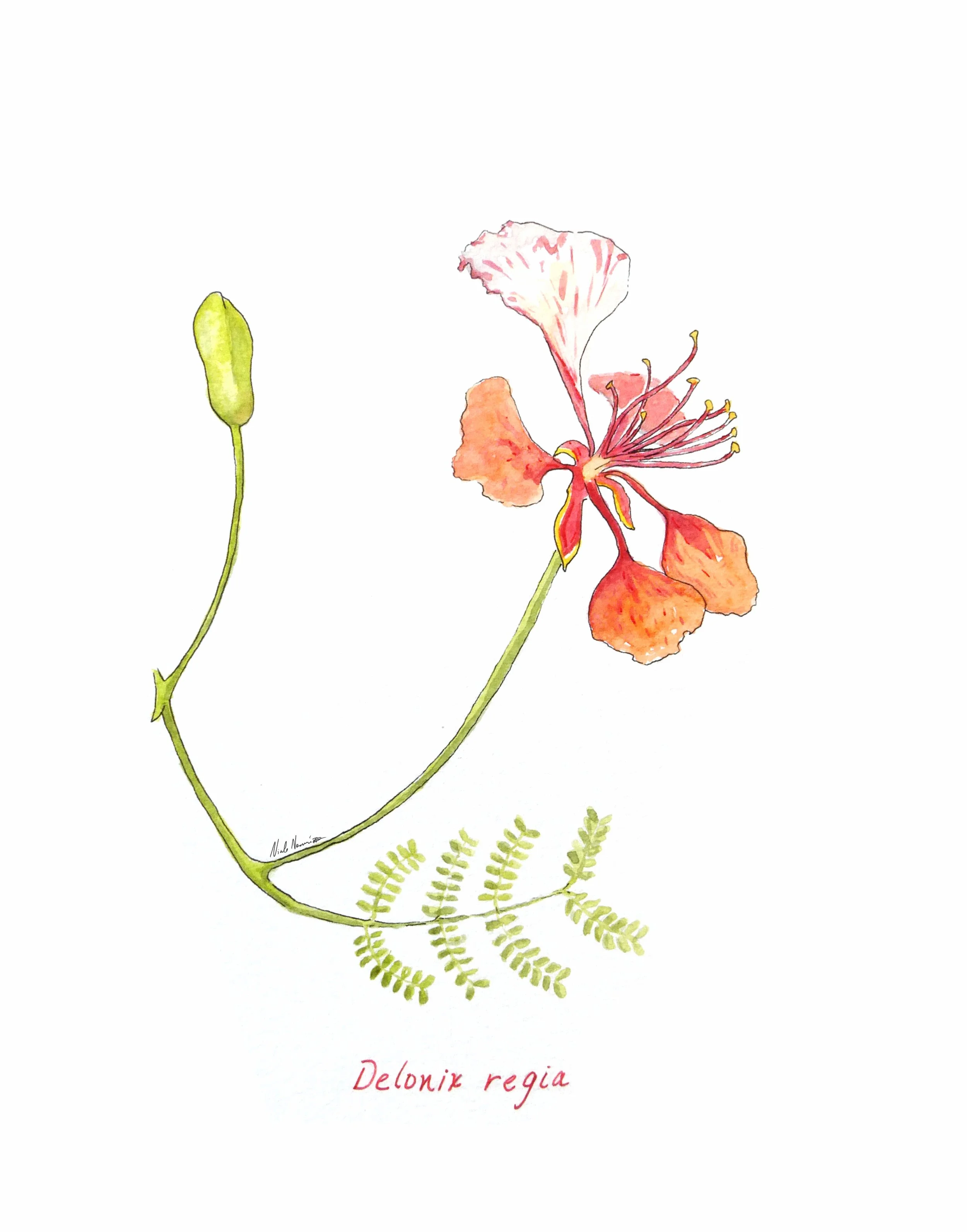 Delonix-regia_11x14in.jpg