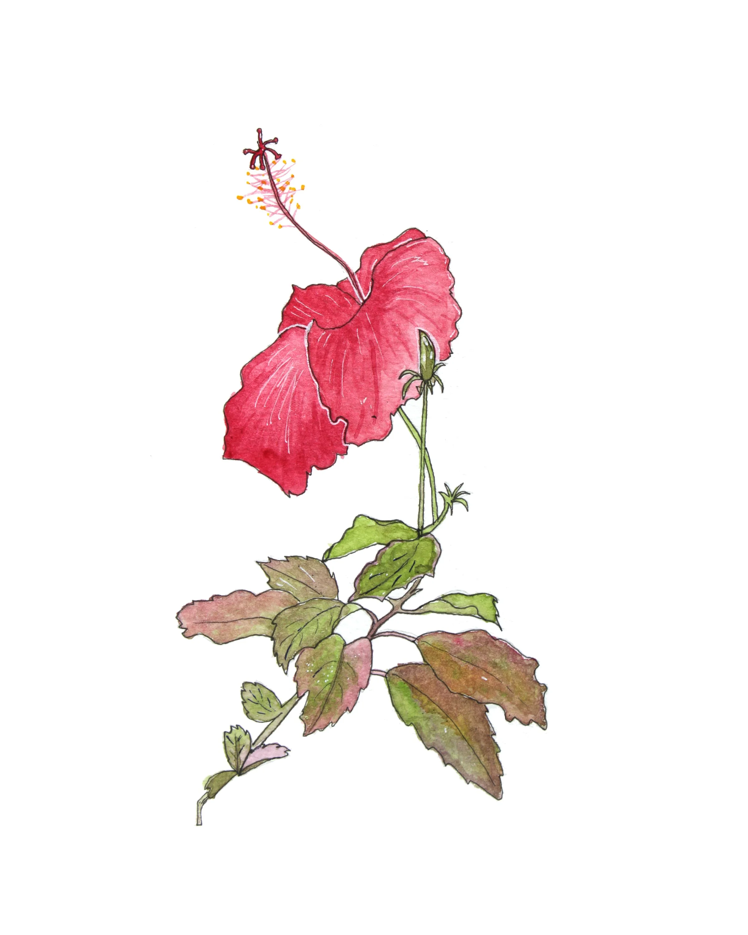 flor-de-maga-8x10in.jpg