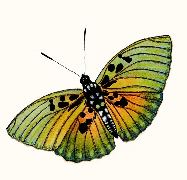 HeleneBlanchard_aquarelle_papillon.jpg