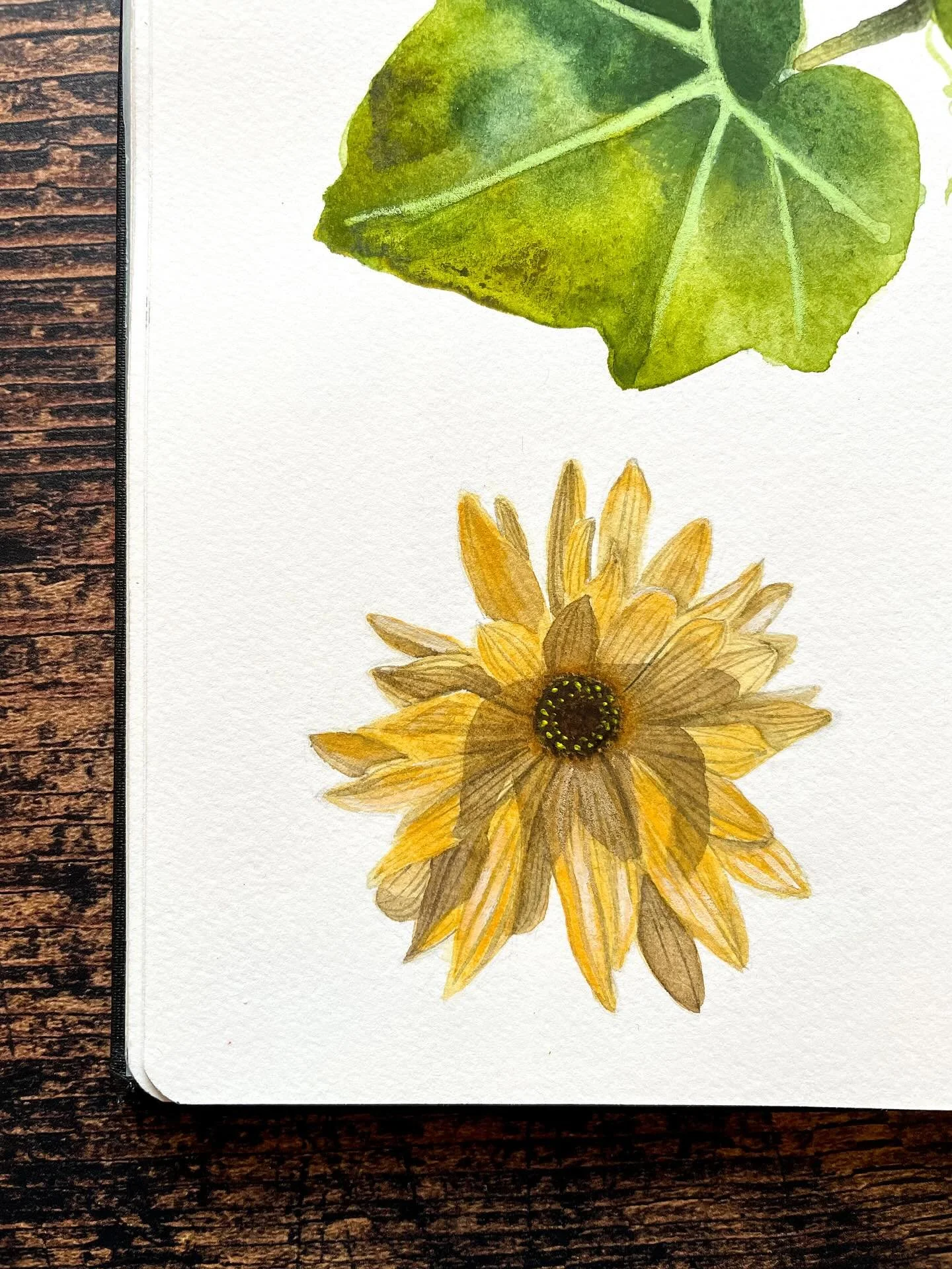 Pour une fois, j&rsquo;ai pens&eacute; &agrave; photographier les &eacute;tapes. &Agrave; d&eacute;faut de filmer&hellip;
.
#flower #watercolorflowers #sketchbook