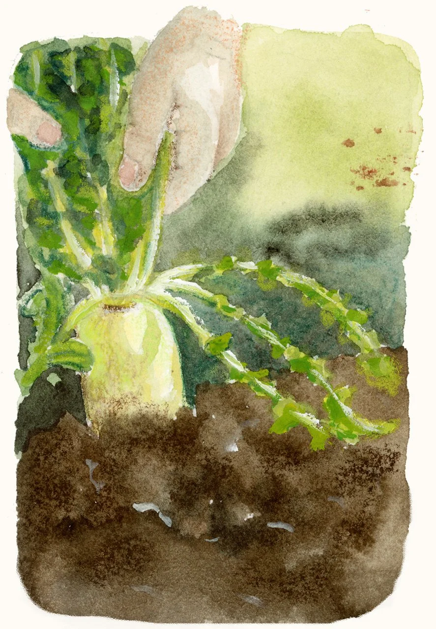 HeleneBlanchard_aquarelle_potager.jpg