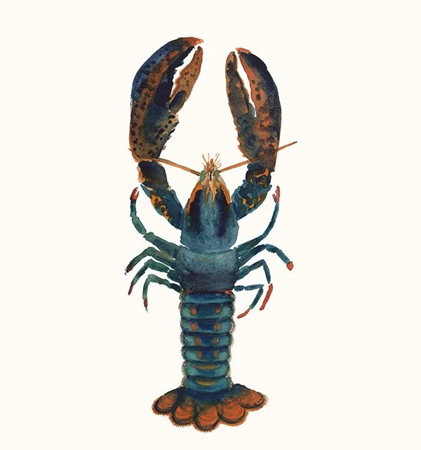 HeleneBlanchard_aquarelle_homard.jpg