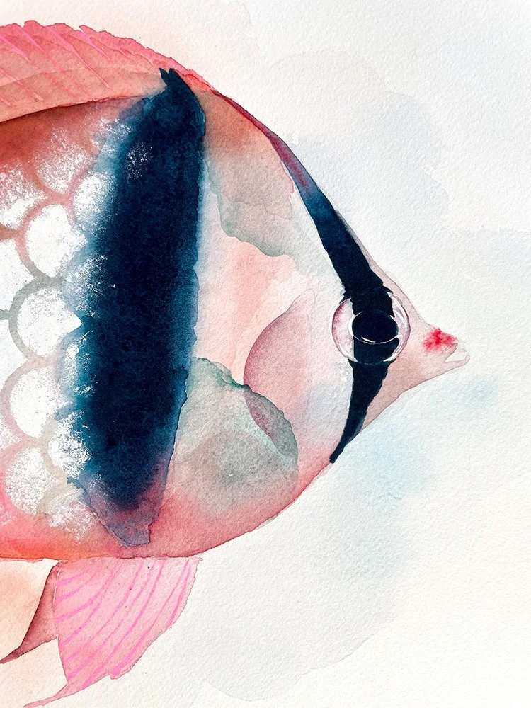 h-blanchard-_aquarelle-poisson-papillon-rose-detail_06.jpg
