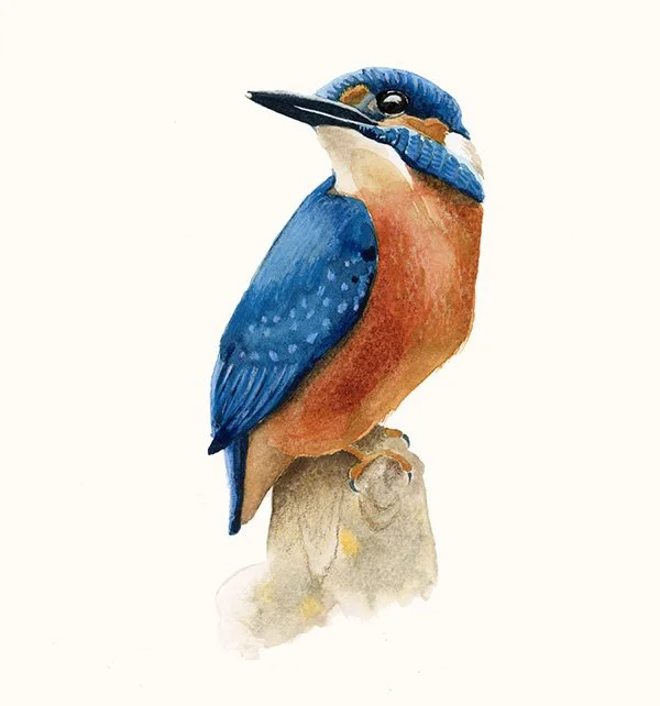 HeleneBlanchard_aquarelle_martin_pecheur.jpg