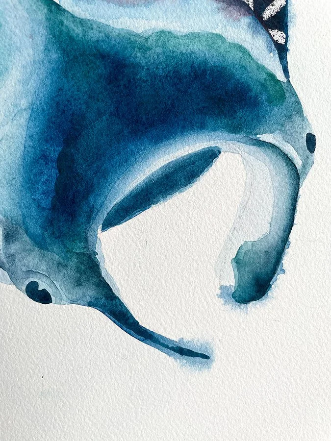 h-blanchard-aquarelle-raie-manta-bleu-vert-05.jpg