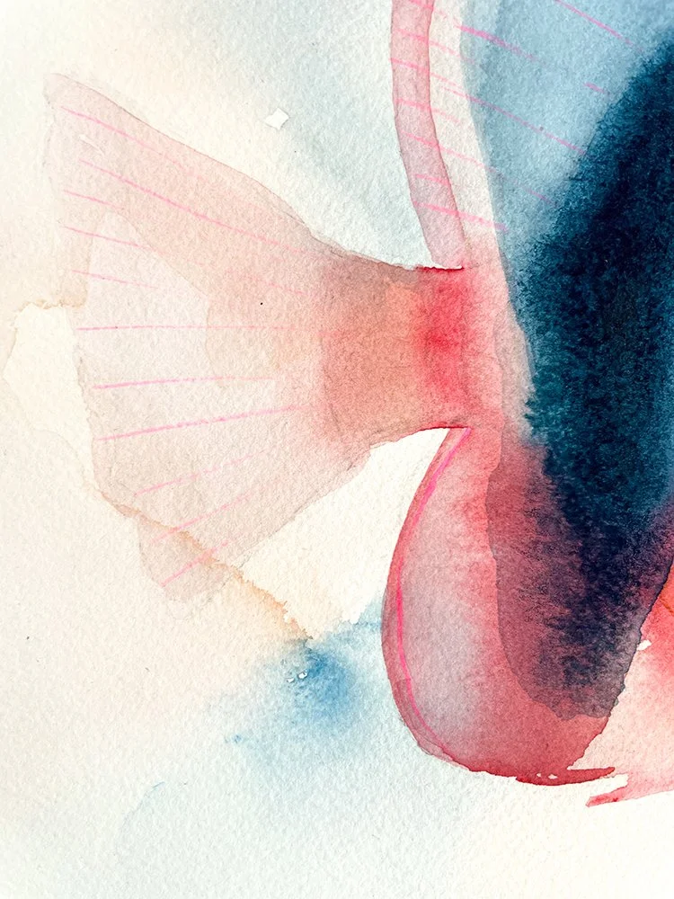 h-blanchard-_aquarelle-poisson-papillon-rose-detail_04.jpg