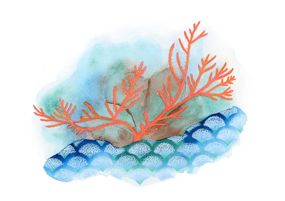 HBlanchard_aquarelle_thème marin_corail orange, algues vertes et motifs_A4.jpg