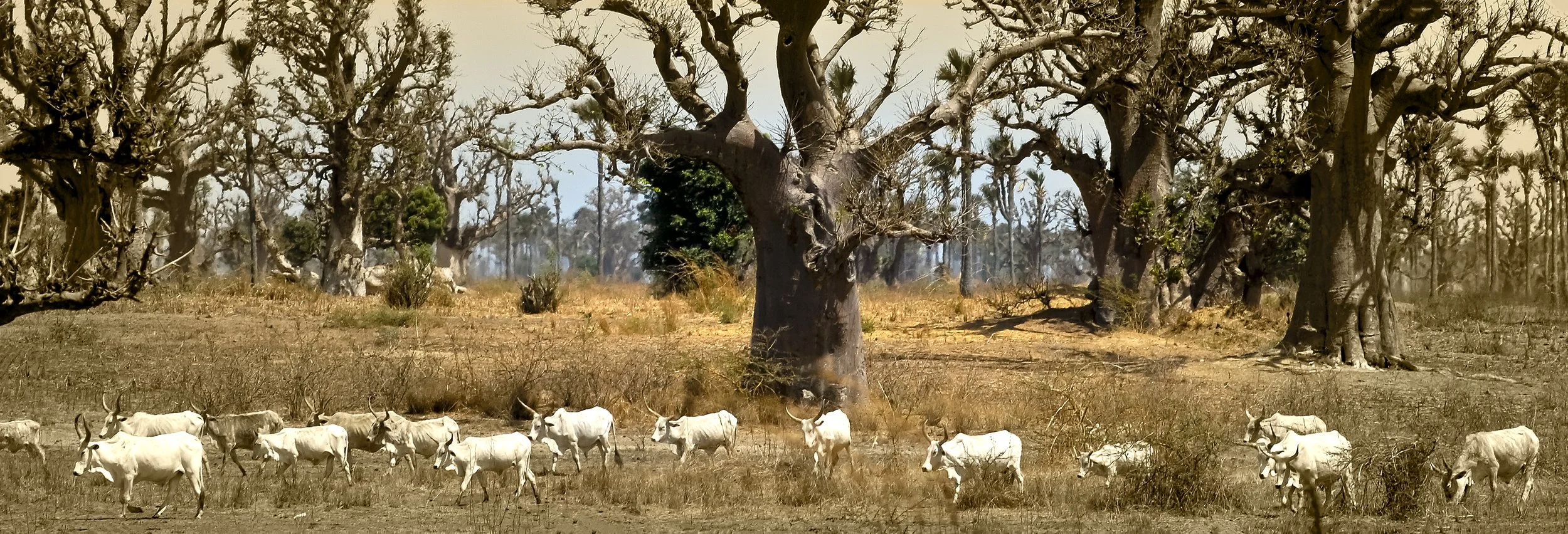 51 (180 x 60).jpg