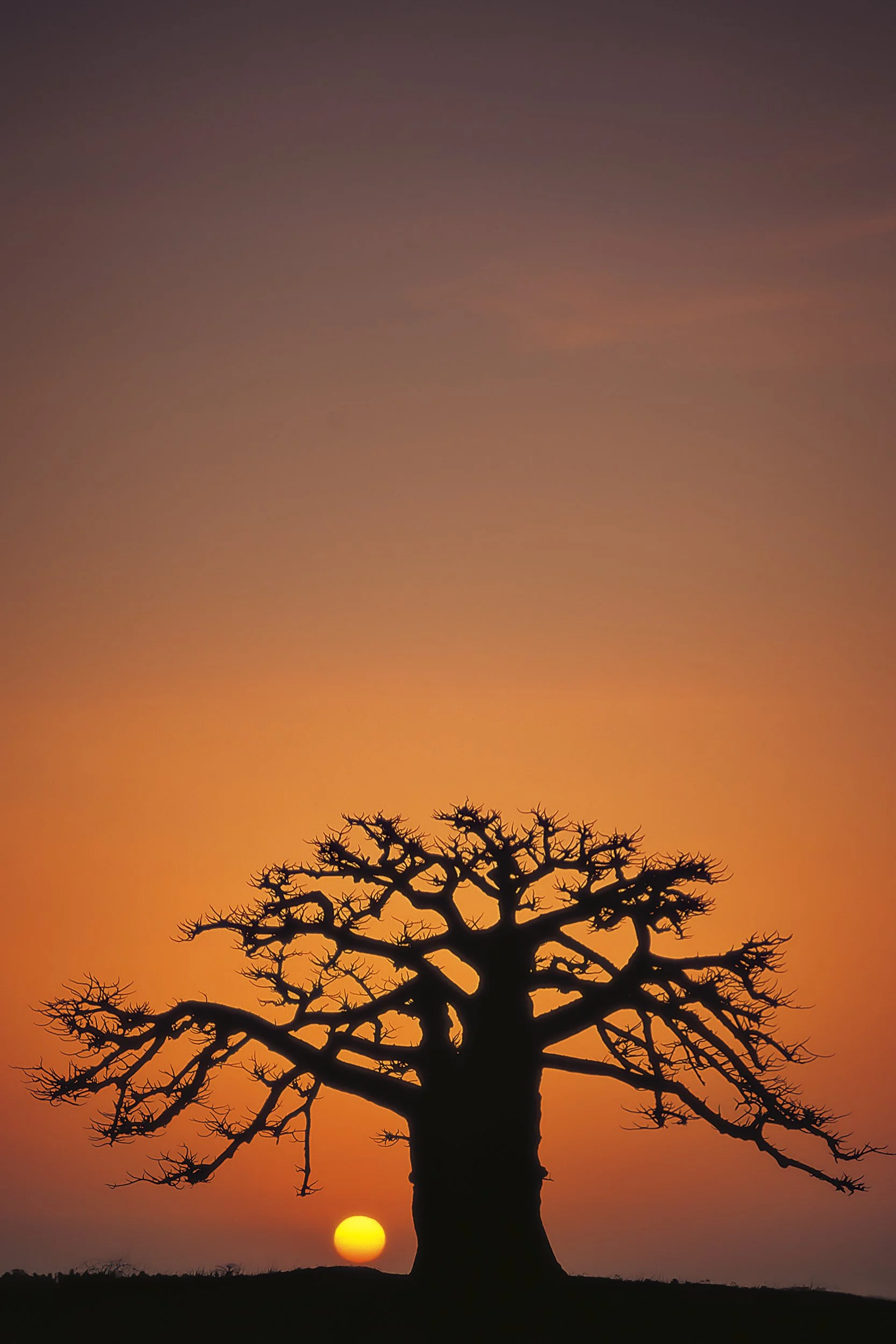 Baobab Solitaire.jpg