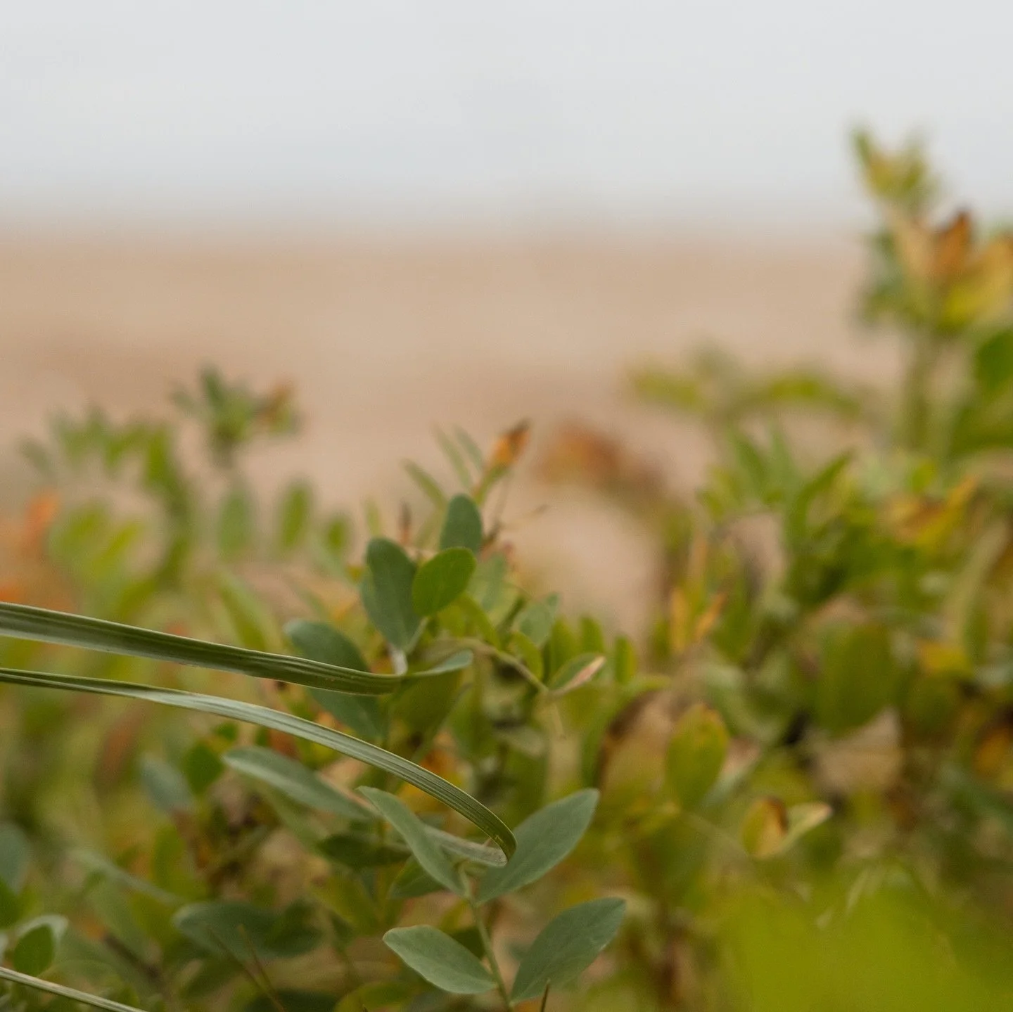 Ate whitefish over the fire, saw the stars over the Huron islands and drank fine wine until we forgot about how hecked our tire got from our long journey