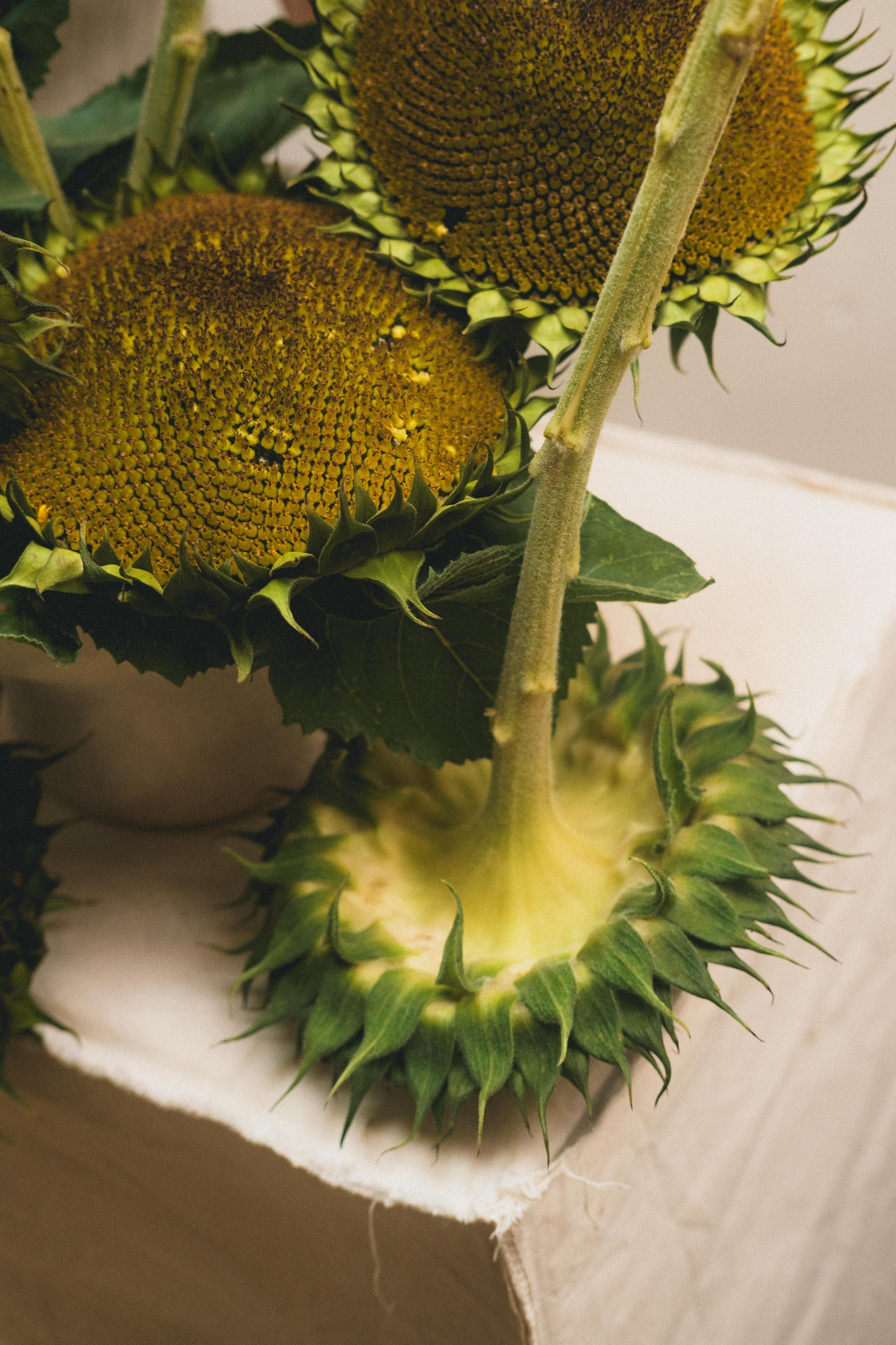 Mio-flora-aout-2025-ginnie-line-darcq-bd-107.jpg