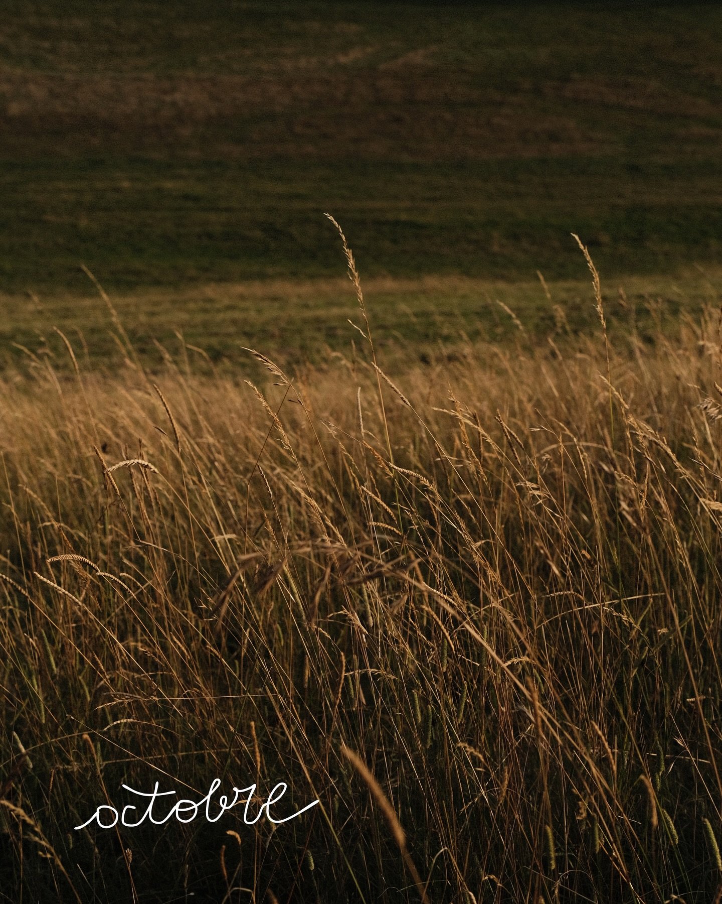 🌾 Ah Octobre, &ccedil;a fait longtemps que je t&rsquo;attends. 

Tes feuilles dor&eacute;es, ton odeur de terre humide, ton invitation &agrave; prendre le temps, vraiment. Je me replie un peu, avec une &eacute;nergie cr&eacute;ative qui d&eacute;bor