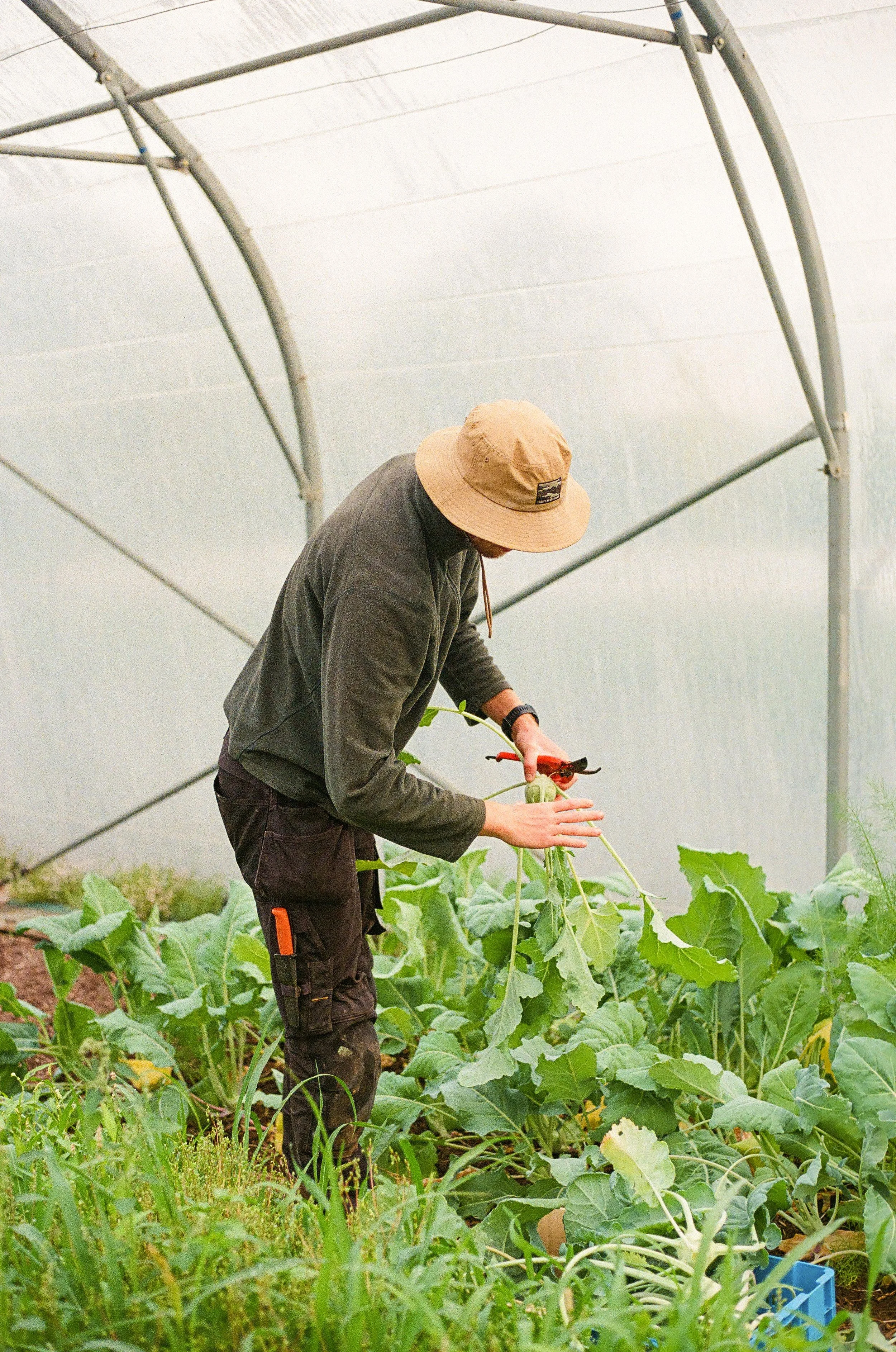 récolte des légumes par un agriculteur