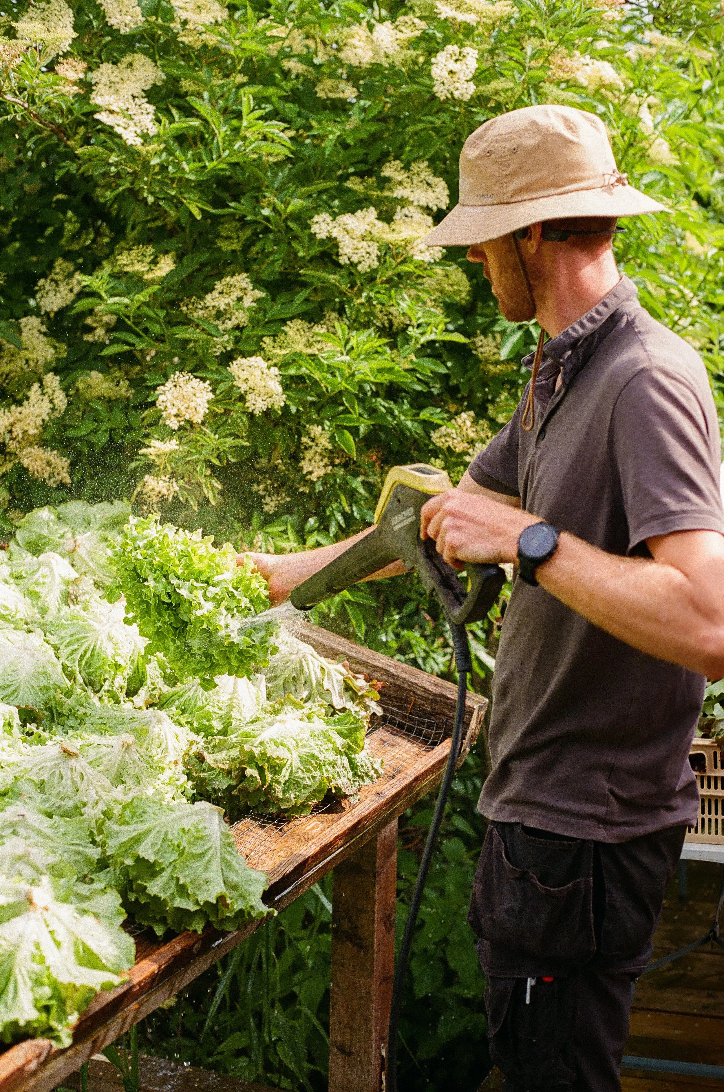 Pierre en train de laver les salades pour le marcher