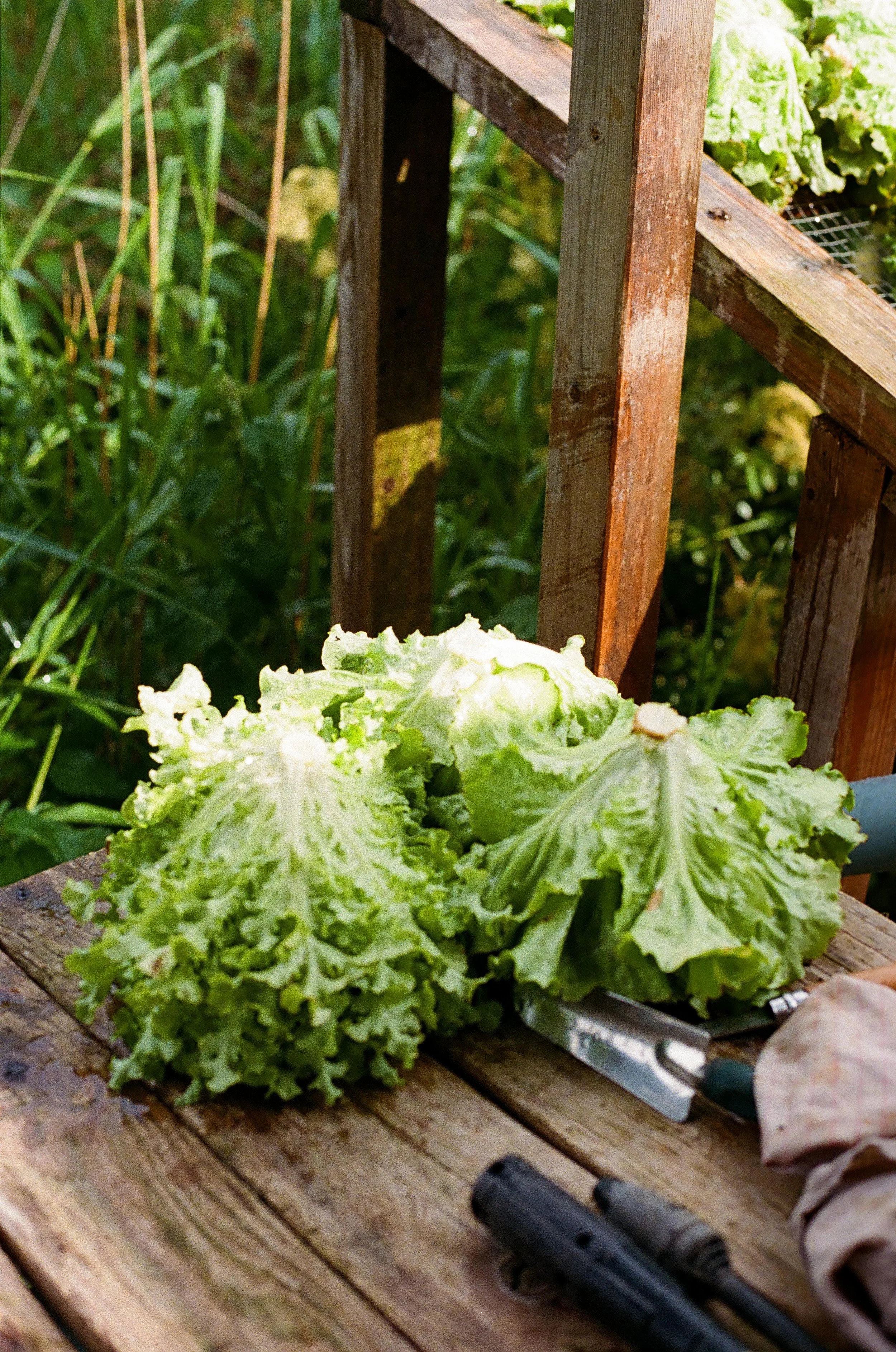 récolte des salades