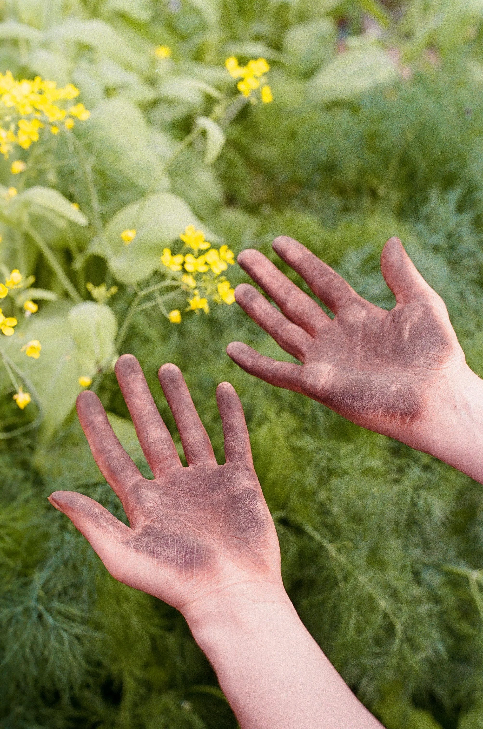 Mains pleine de terre après les semis de légumes
