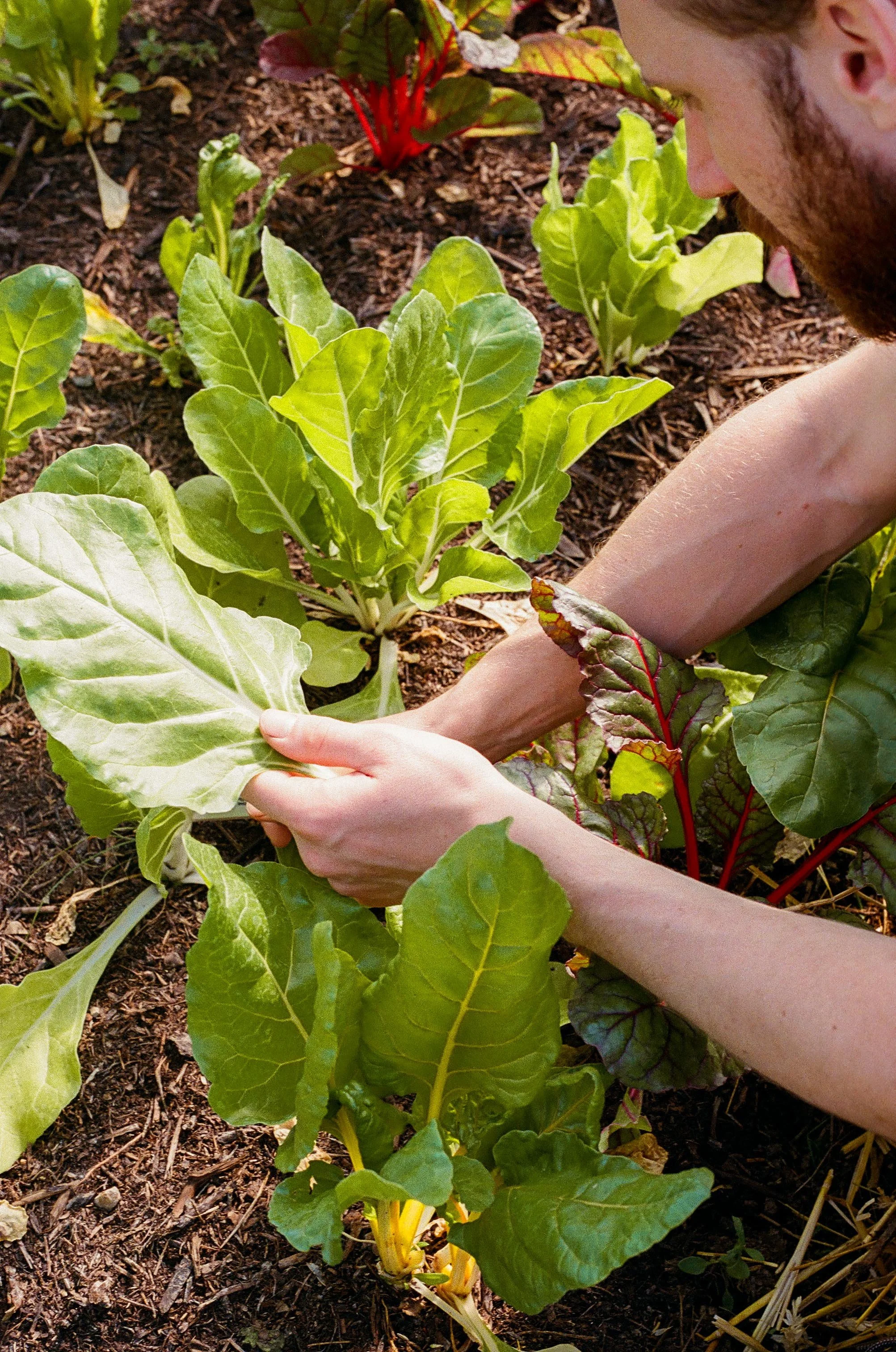 cueillette de légumes biologiques à lille