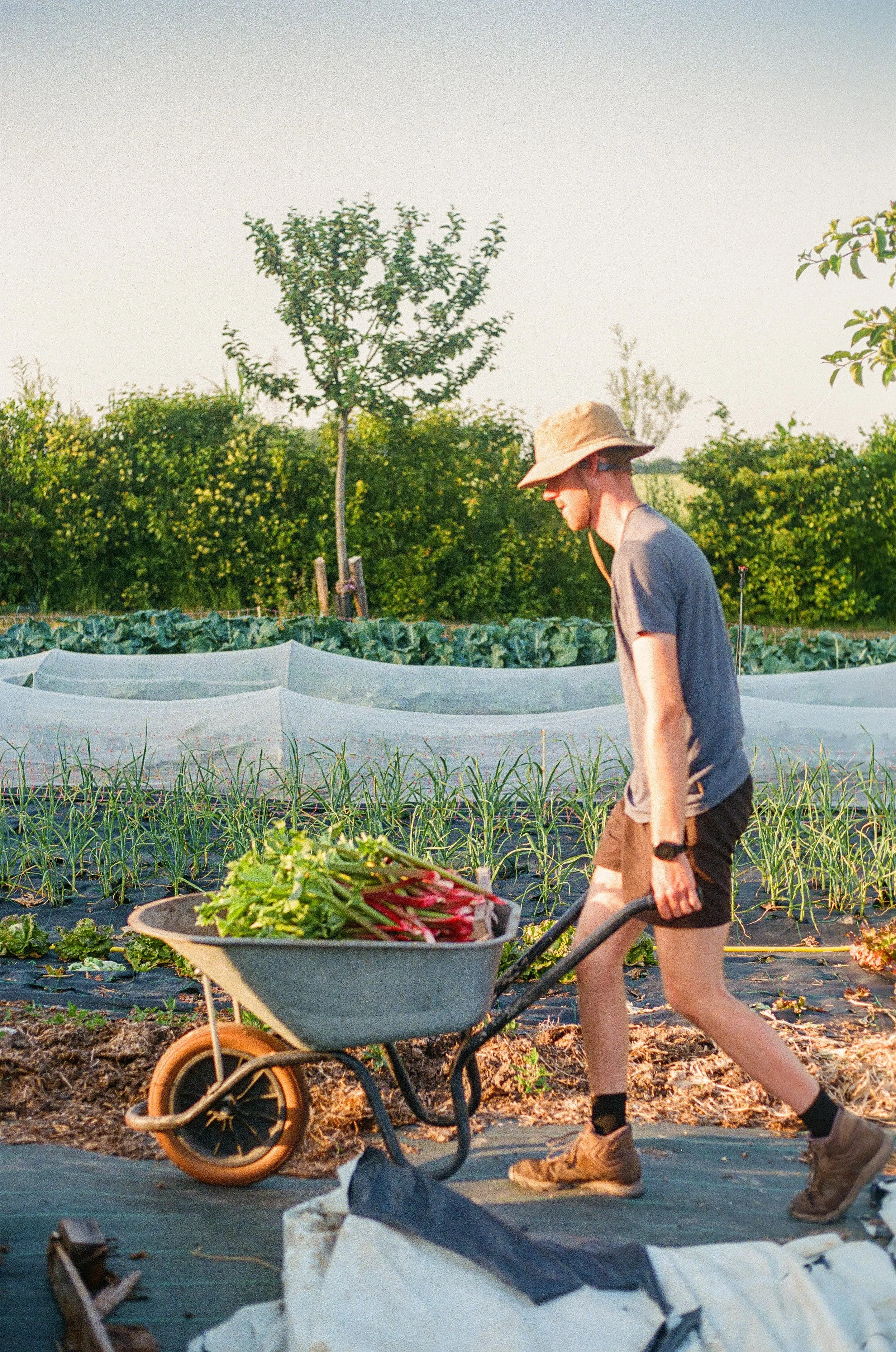 Reportage chez les Frères Côtes : micro-ferme en permaculture près de Lille
