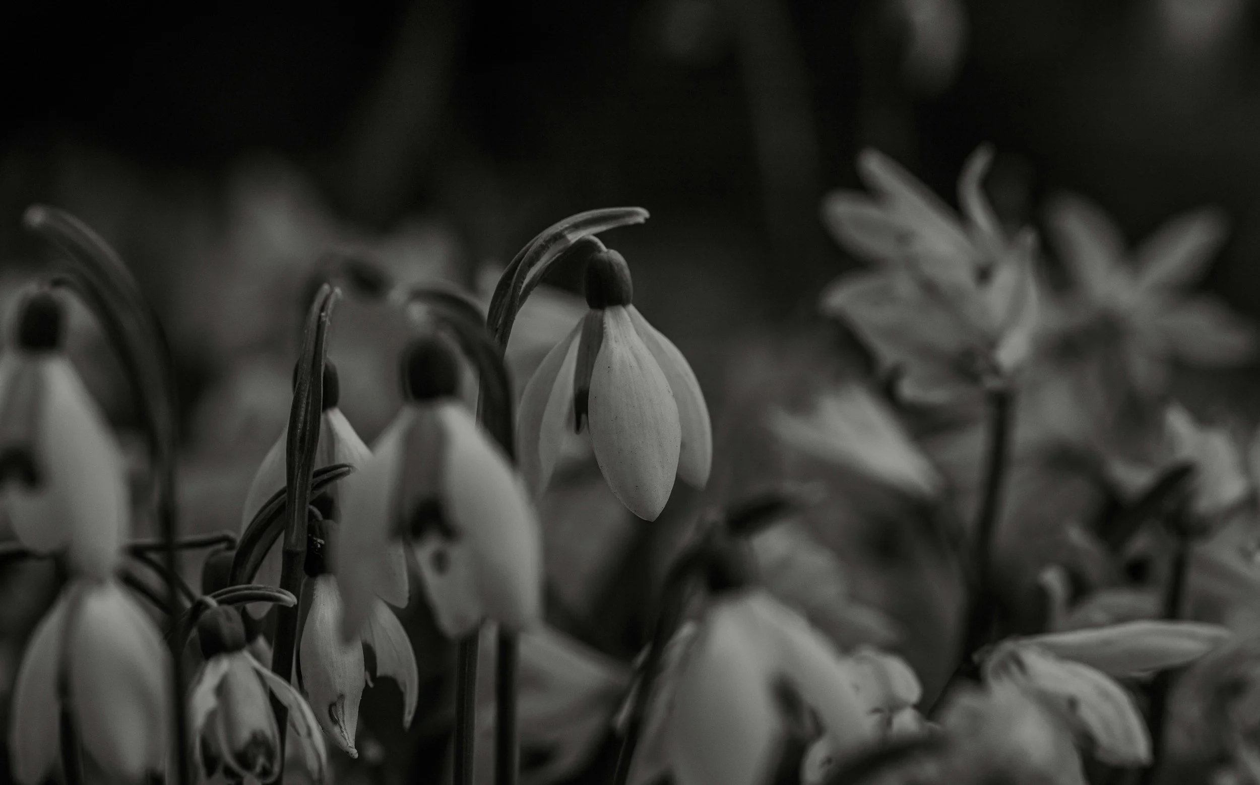 Black and white close-up photo of snowdrop flowers with drooping petals and dark background