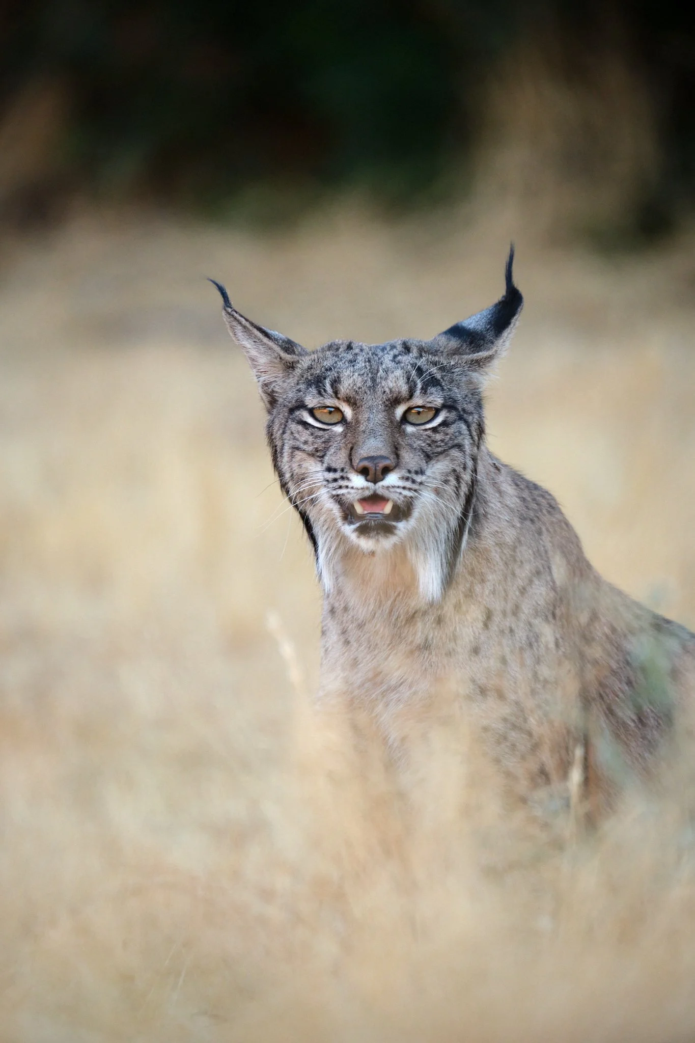 2026.09 | Lynx Pardina