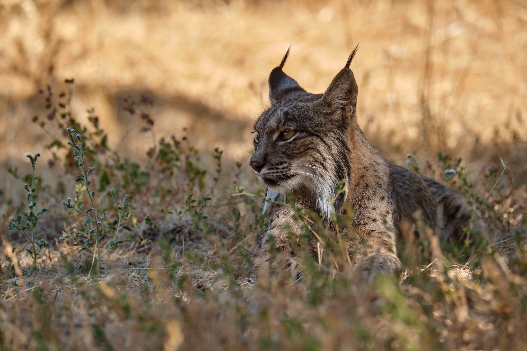 2026.09 | Lynx Pardina
