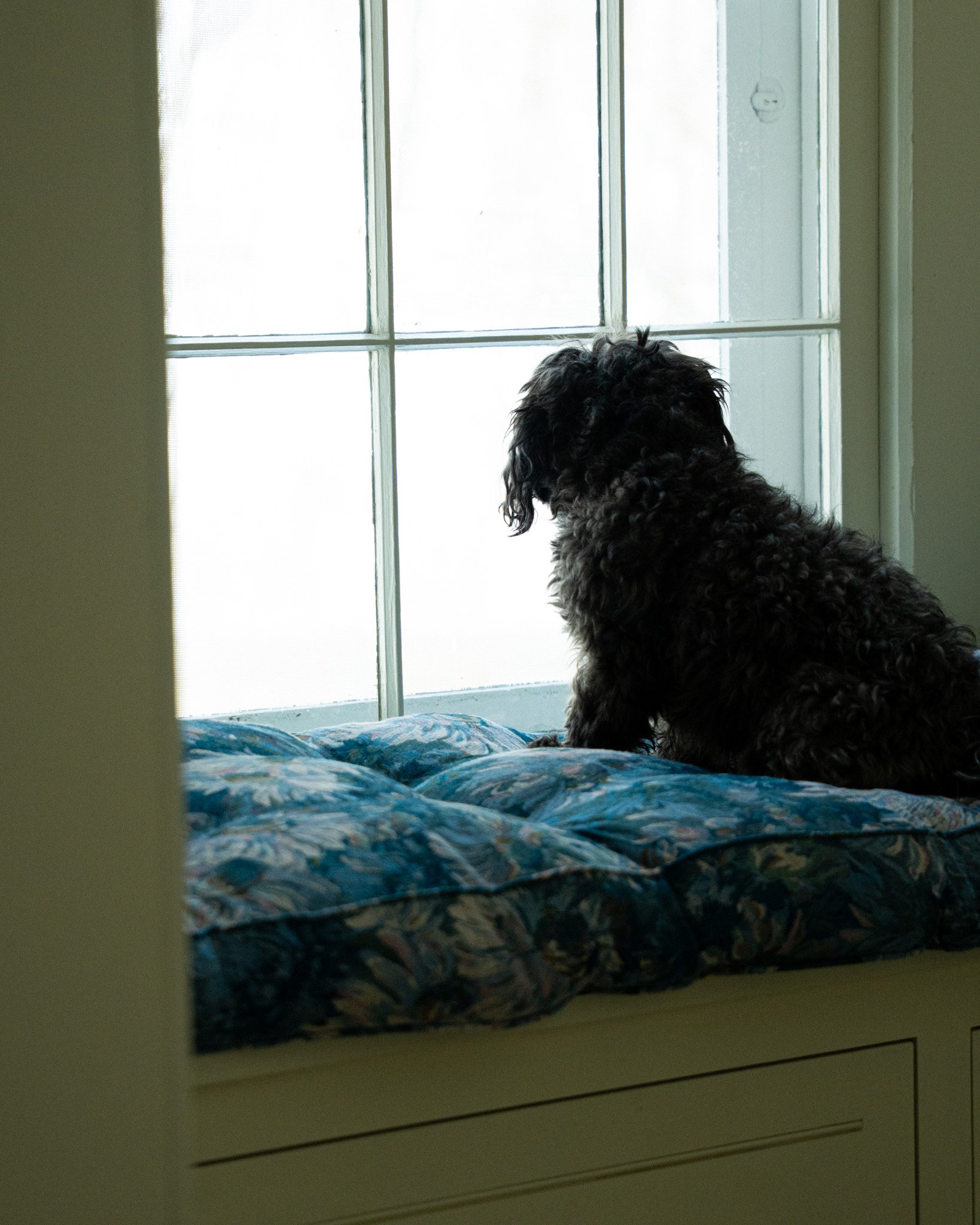 A dog sitting on a bed looking out a window.