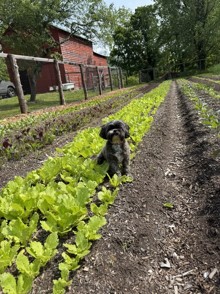 A small dog sitting on a row of green lettuce plants in a garden with a red barn and trees in the background.