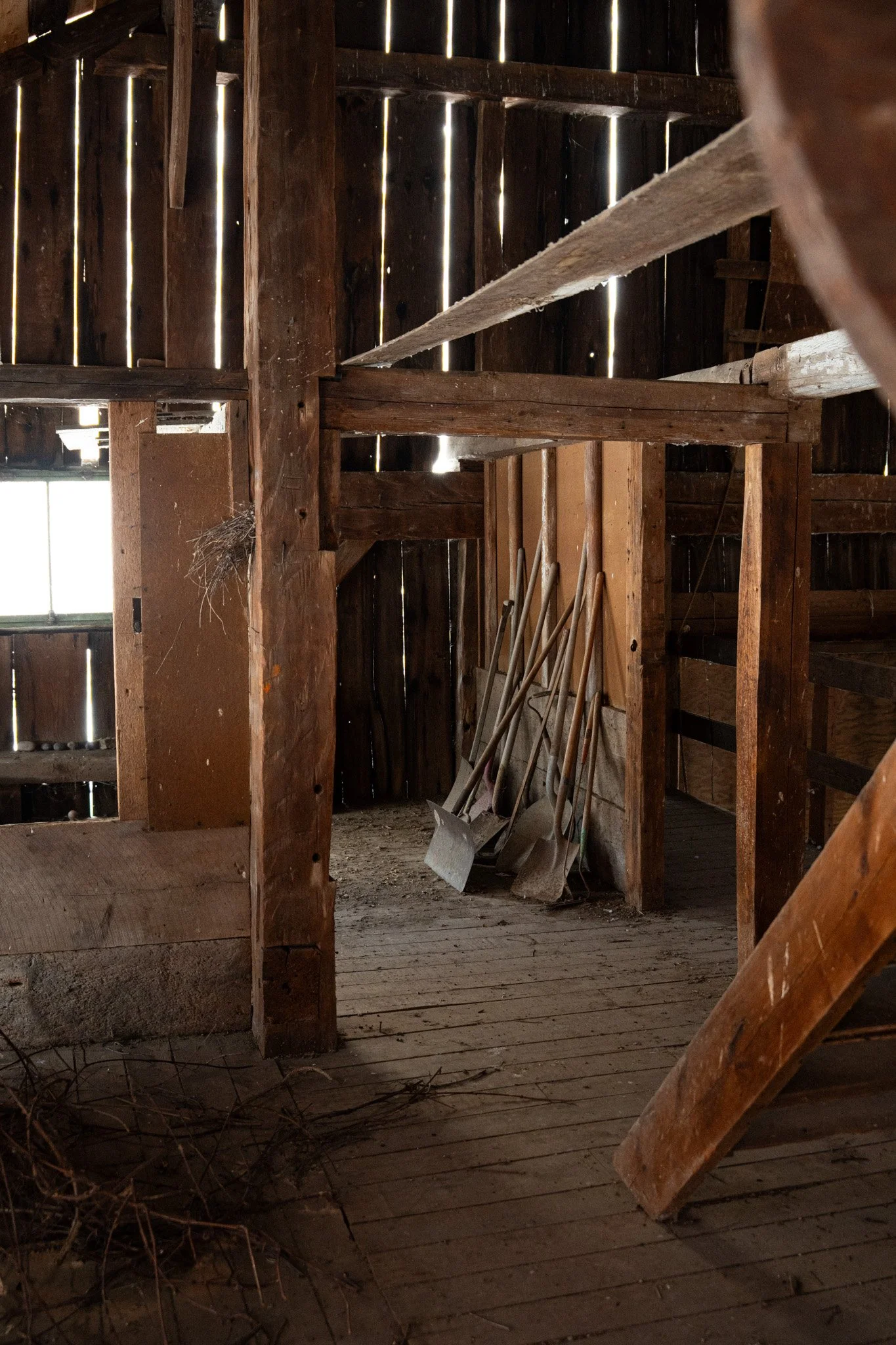 Inside an old wooden barn with tools, including shovels and rakes, leaning against the wall.