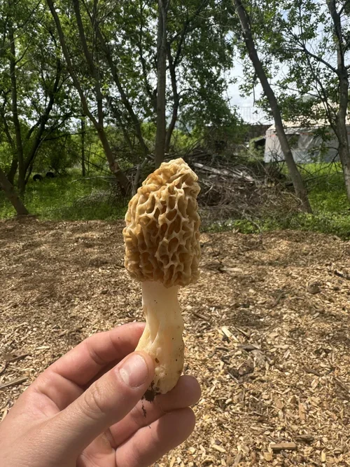 Hand holding a large, yellowish spongy mushroom outdoors with trees and a house in the background.