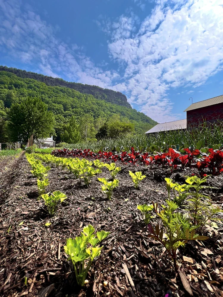 Garden with rows of green and red leafy plants, a barn and trees in the background, and a mountain under a partly cloudy sky.