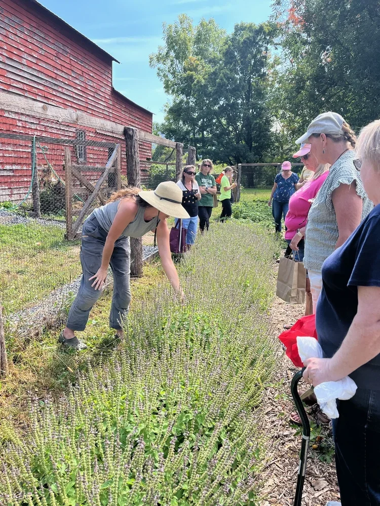 Group of women at a lavender farm with a woman in a wide-brimmed hat showing lavender plants to visitors near a red barn and green trees.