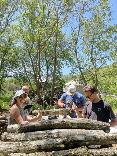 Four people outdoor near trees, working with a large fallen log and tools, enjoying a sunny day.