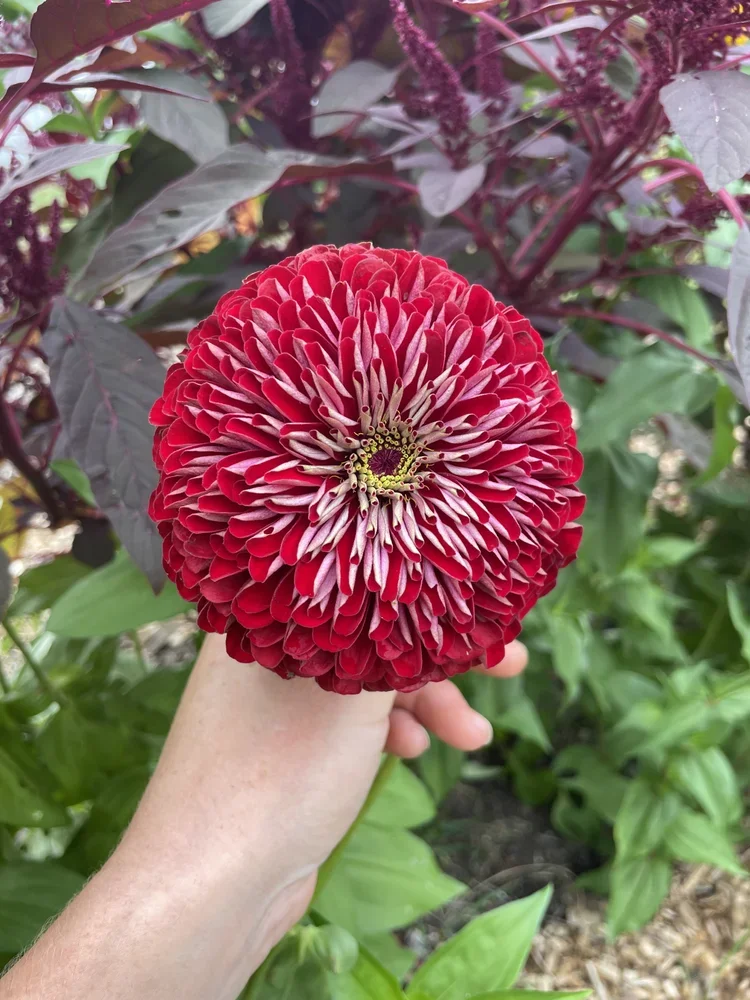 A person holding a bright red spherical flower with many petals, surrounded by green and purple foliage.