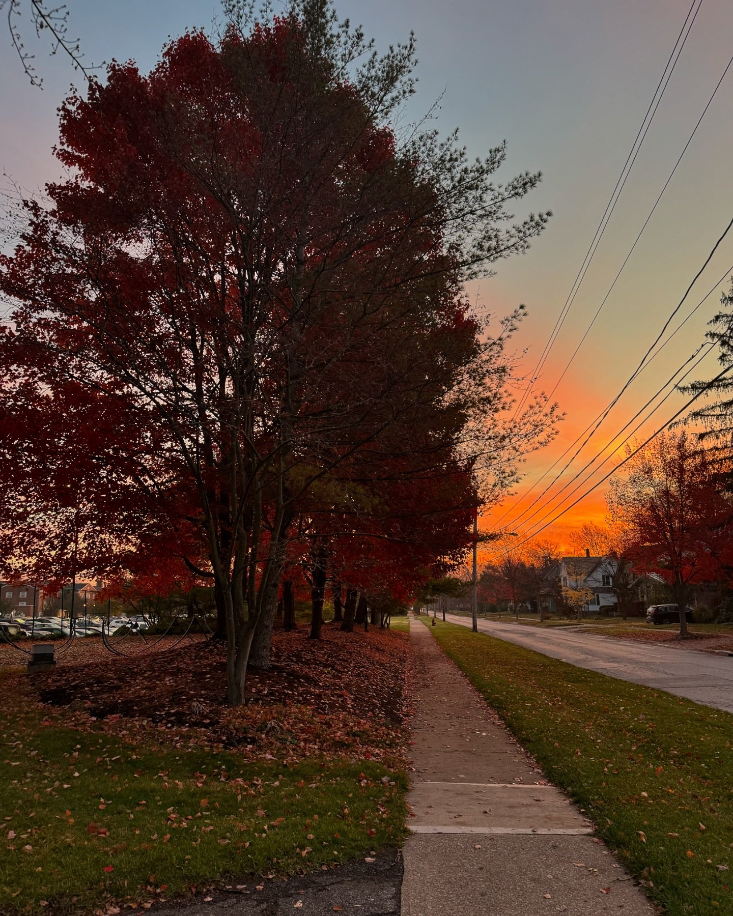 my camera roll primarily consists of pictures of trees and gabriel - so here&rsquo;s my fall.