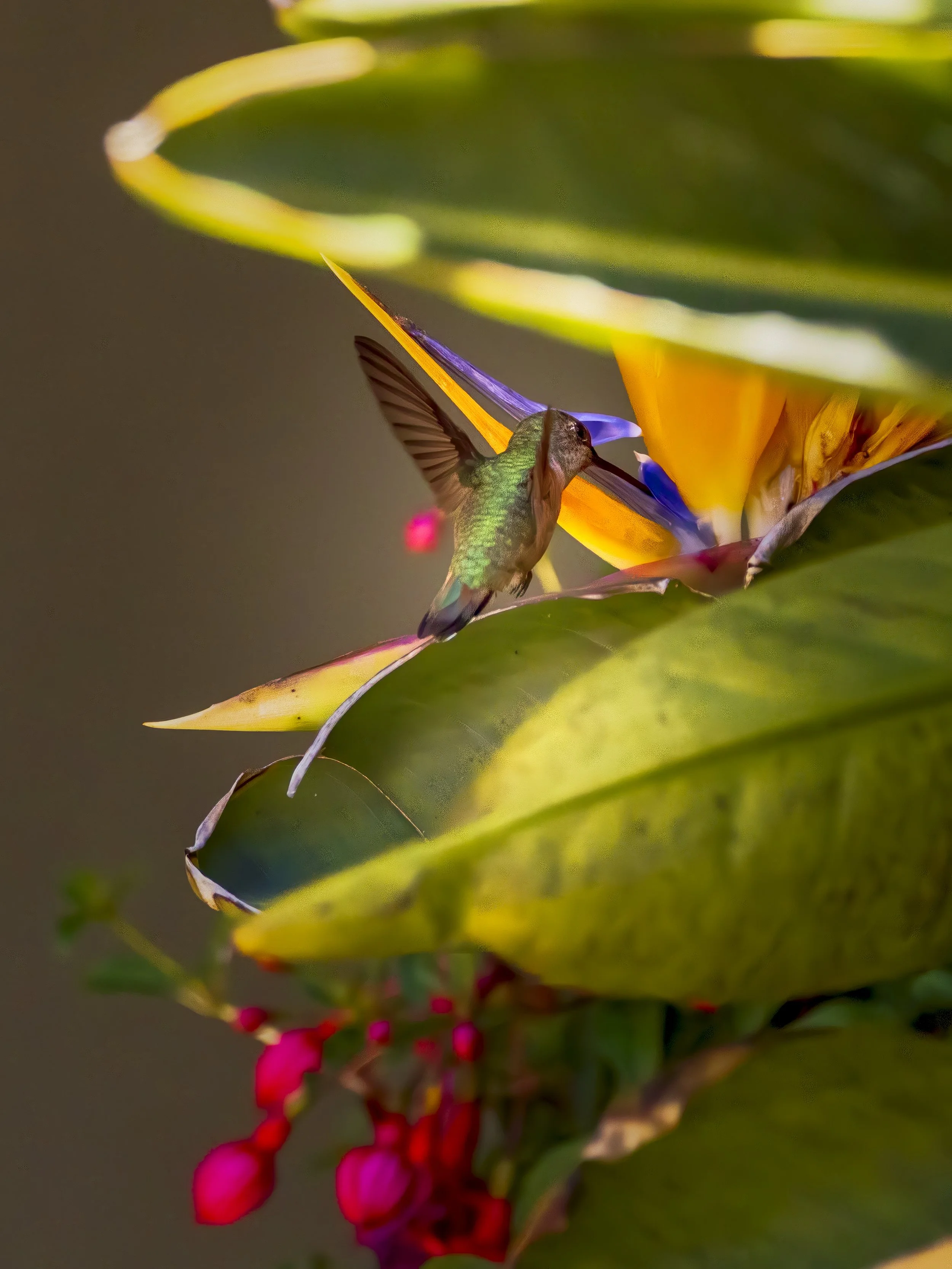 190525_Hummingbird_1652-B.jpg