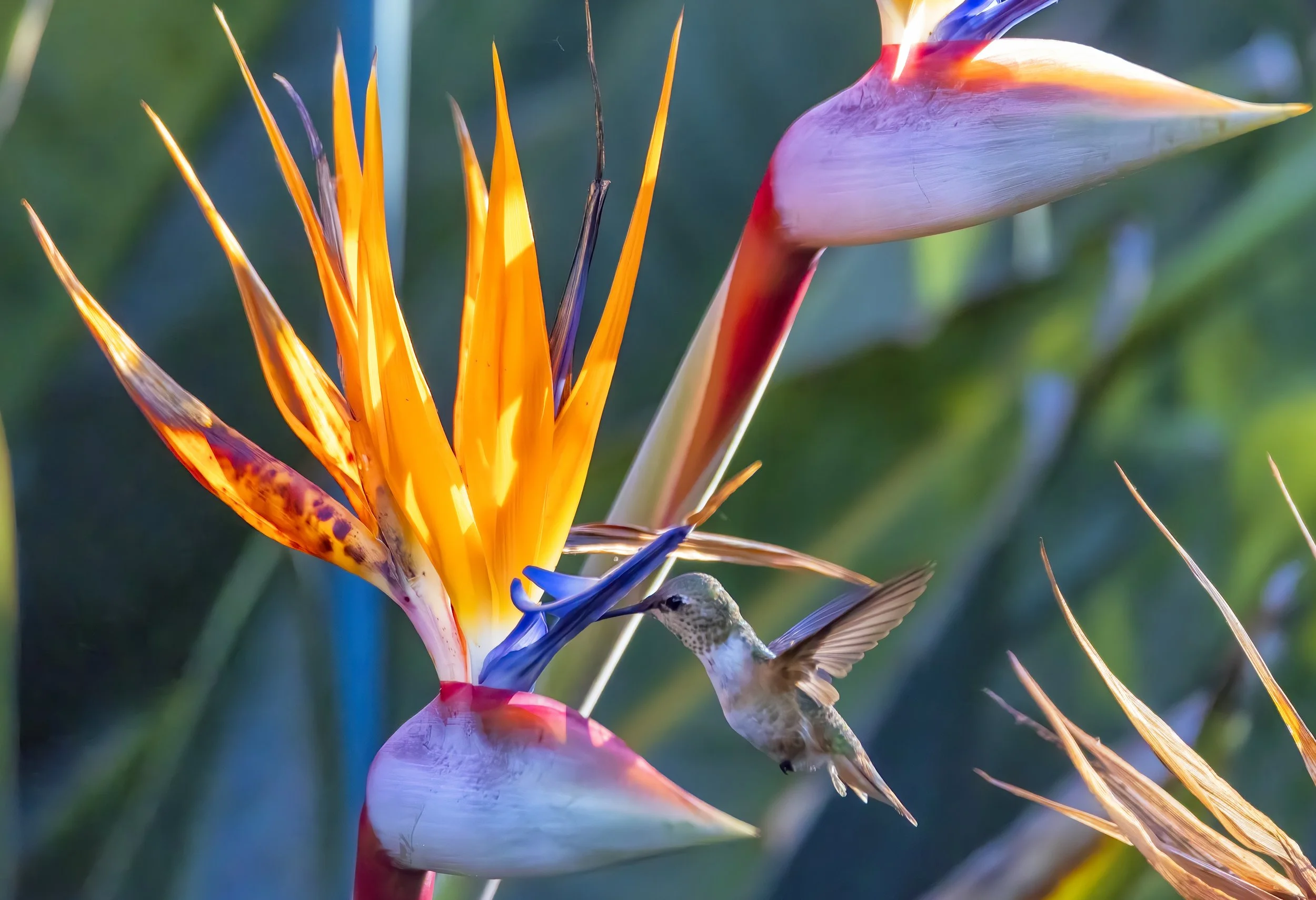 090525_Hummingbird_1448-B.jpg
