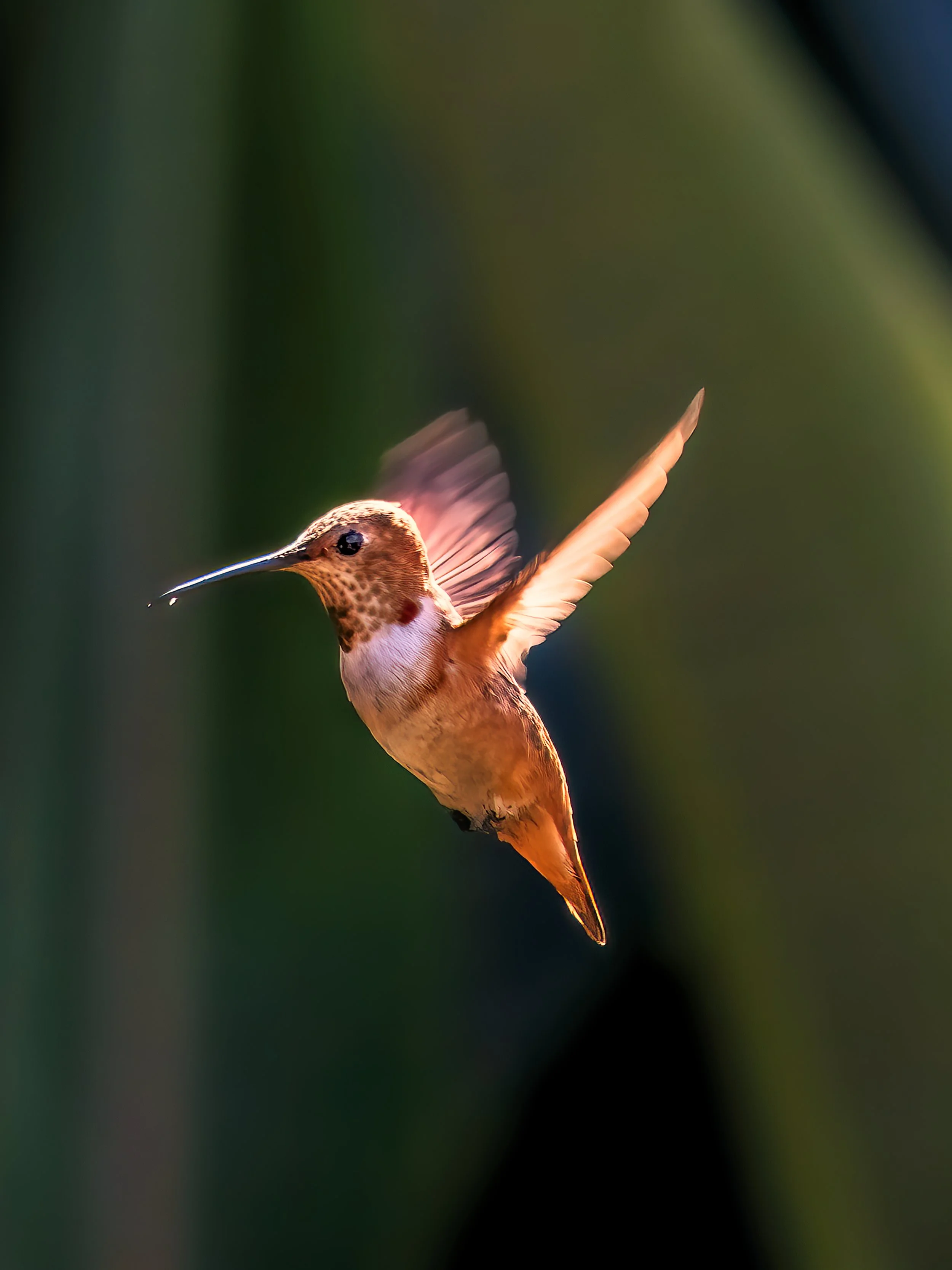 20240801_Hummingbird_6349-B.jpg