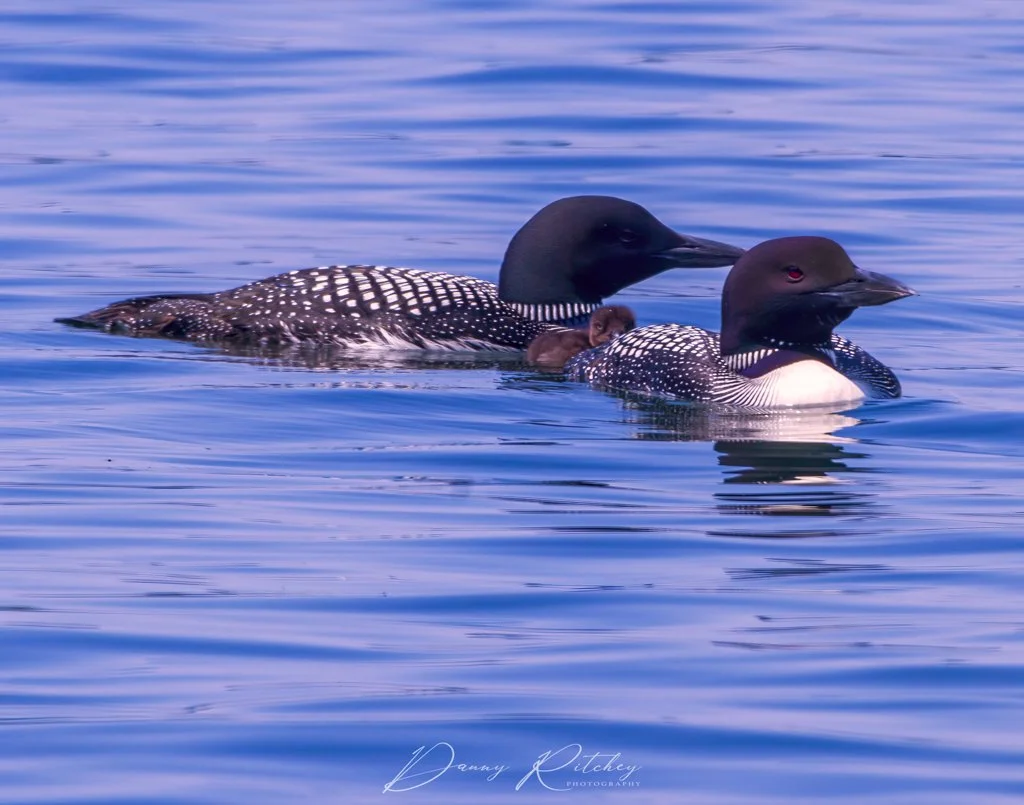 20180701 LoonFamily 0215-S.JPG