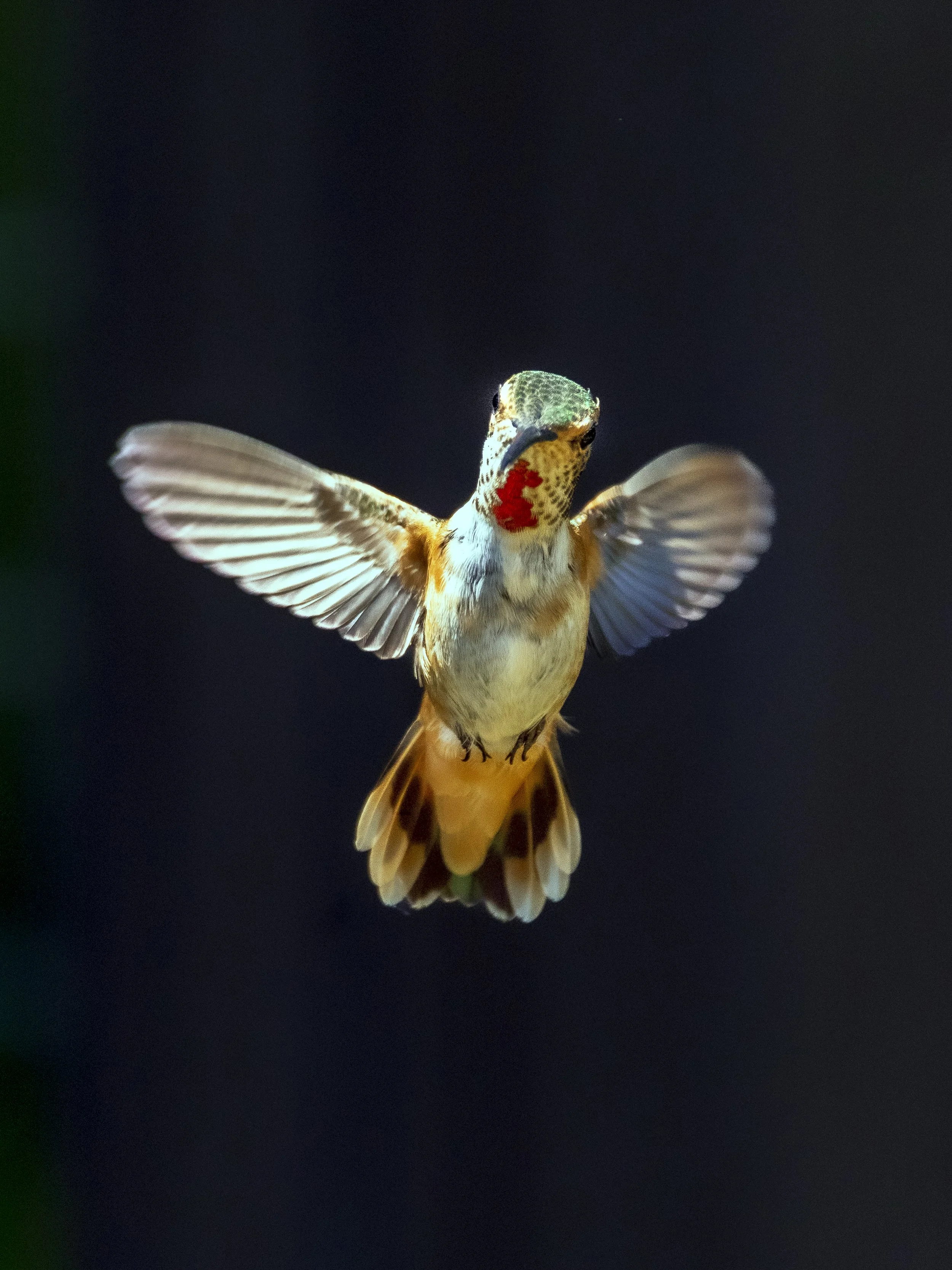 20240620_Hummingbird_2188-B.jpg