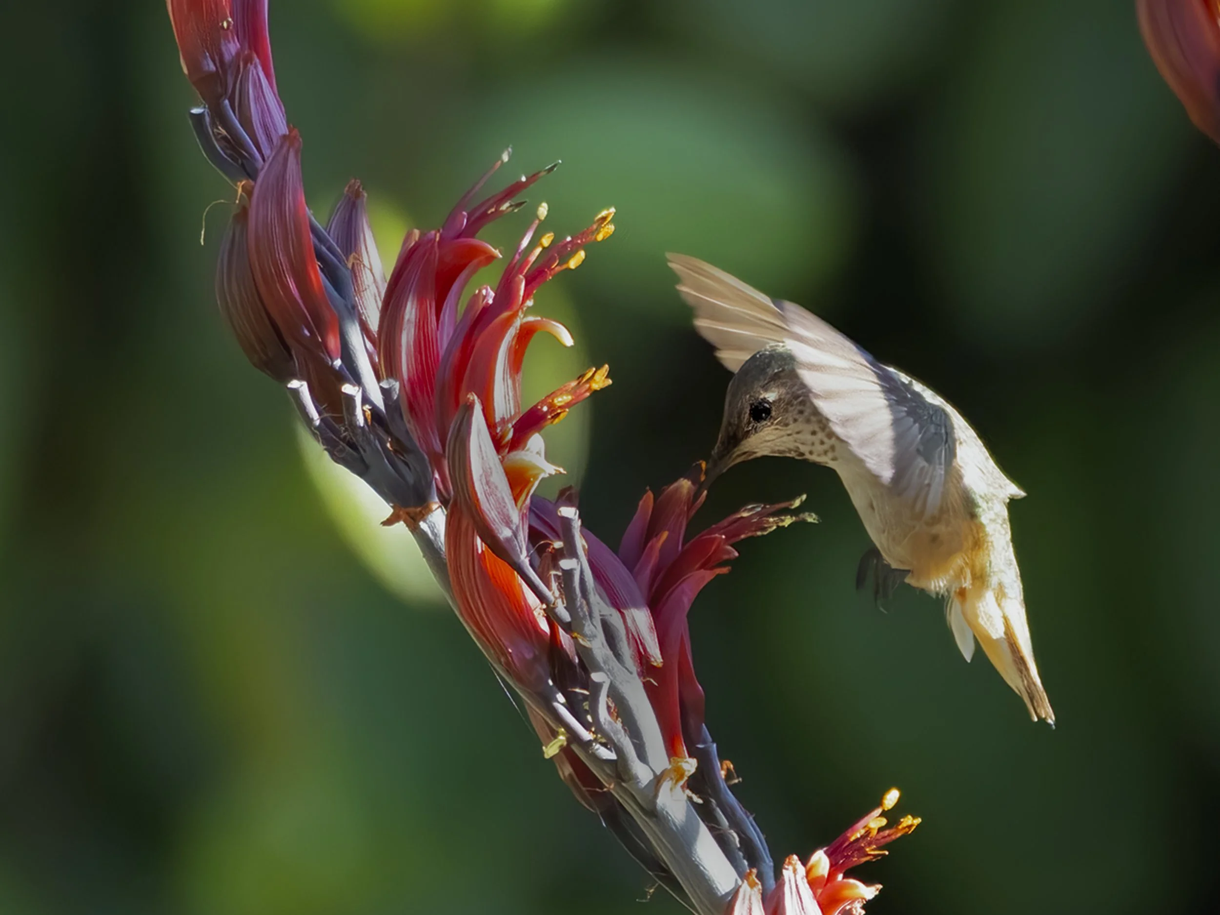 260525_Hummingbird_1685-B.jpg