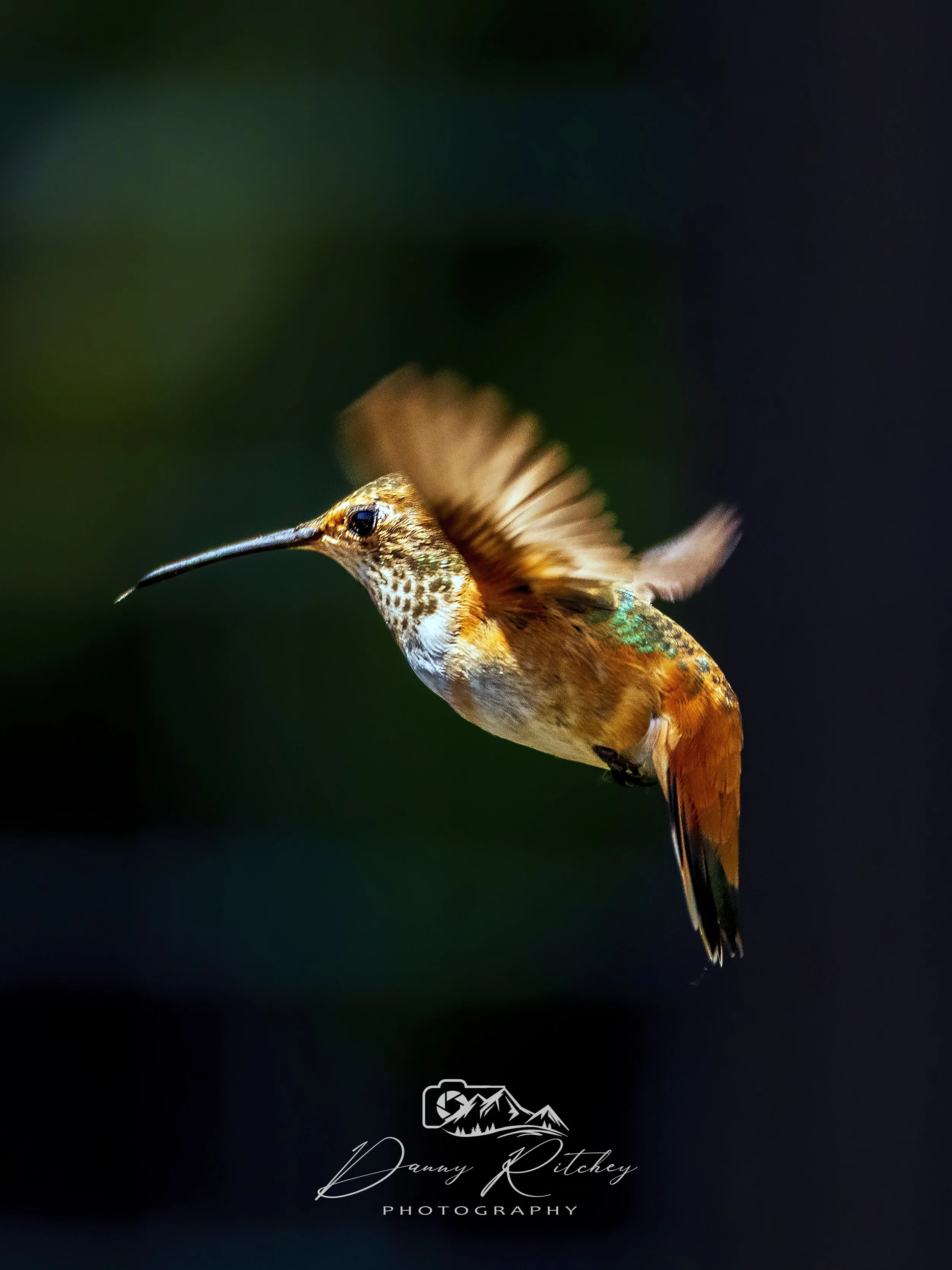 20240620_Hummingbird_2168-BS3.jpg