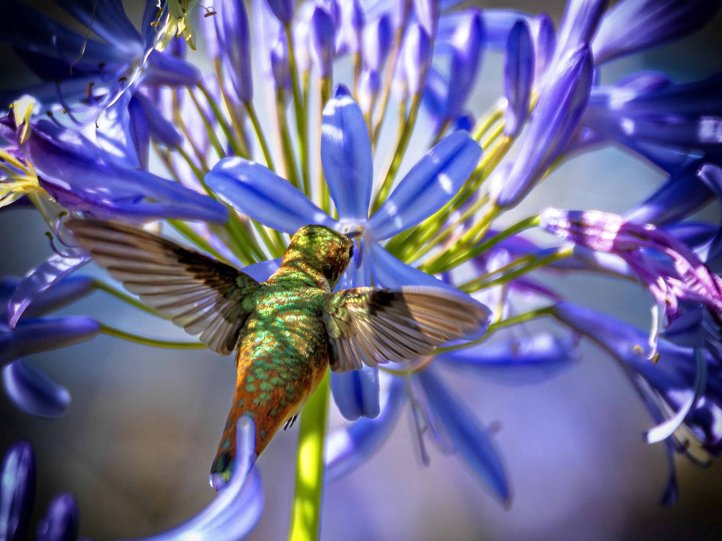20240703_Hummingbirds_2920-B.jpg