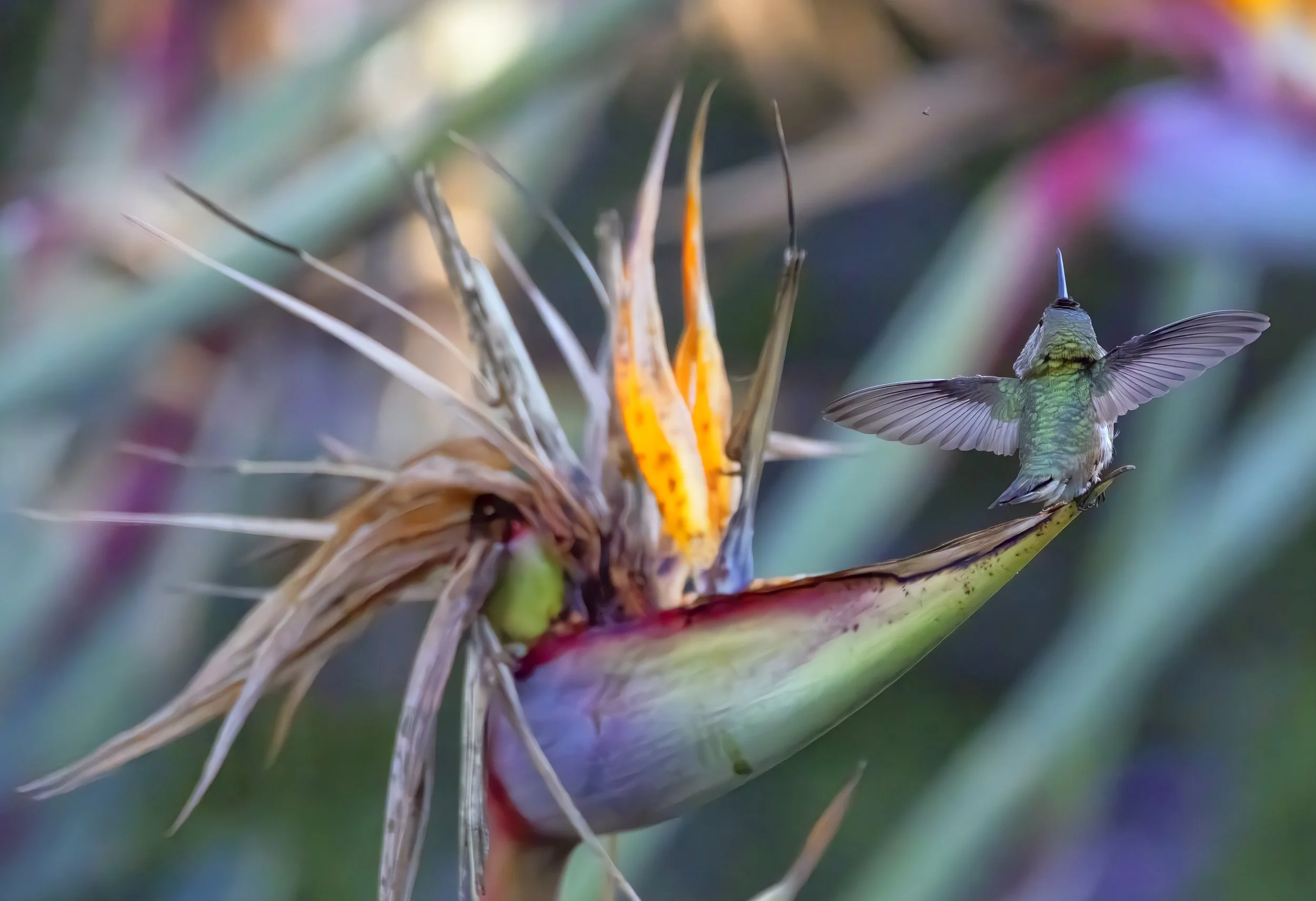 090525_Hummingbird_1605-B.jpg