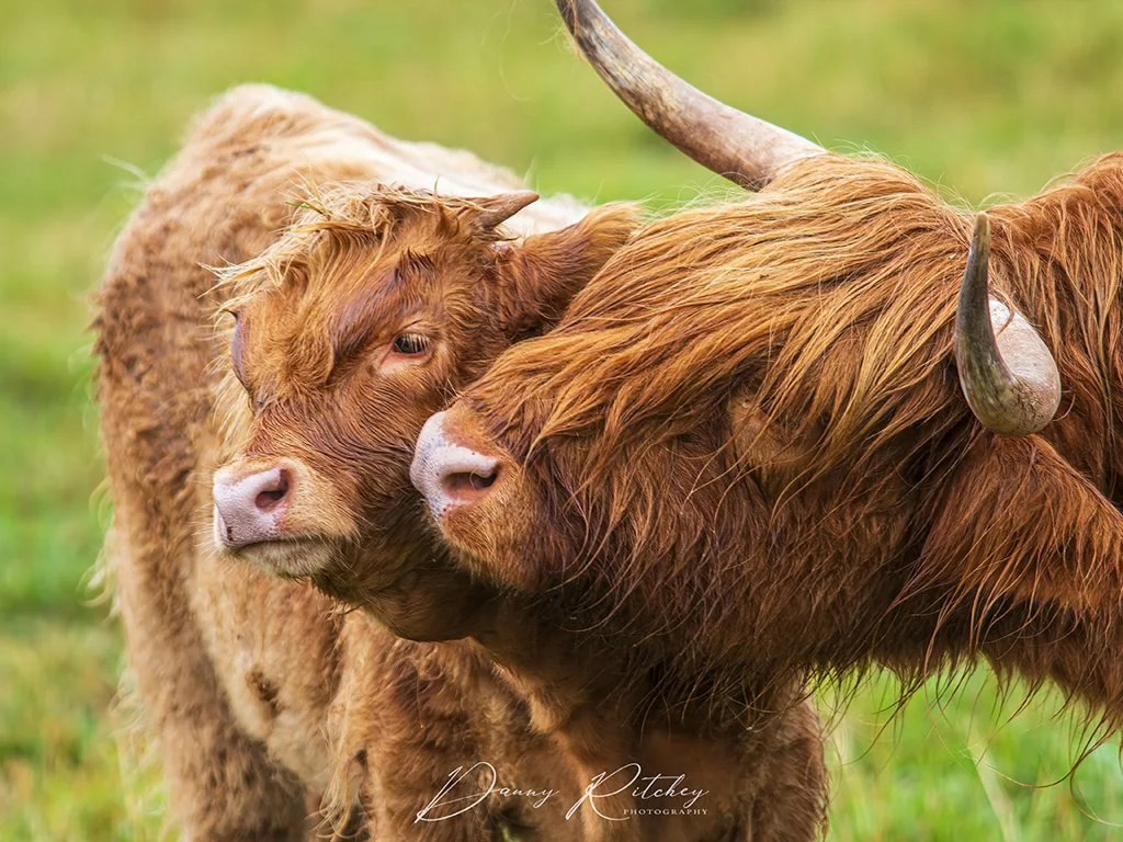 20220709_Highland Cattle_0279-S SM.JPG