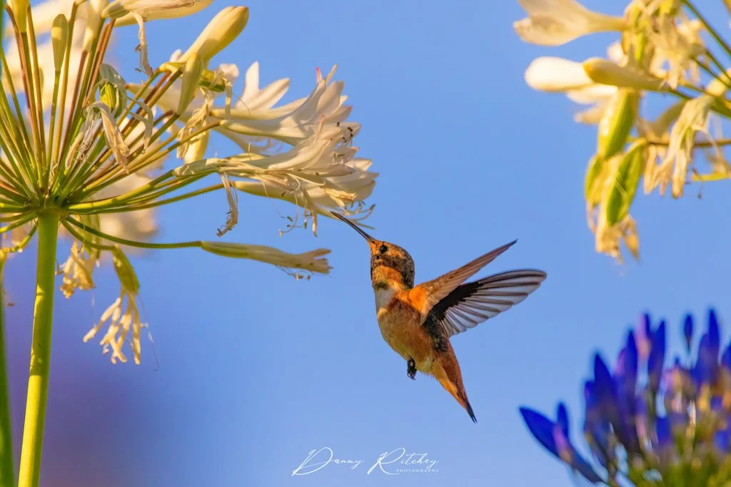 20230628_Hummingbird_0711-BS copy - Copy.JPG