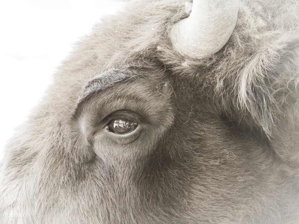 Bison copy.JPG