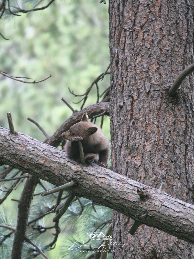 2008 Yosemite Bears 123-BS.JPG