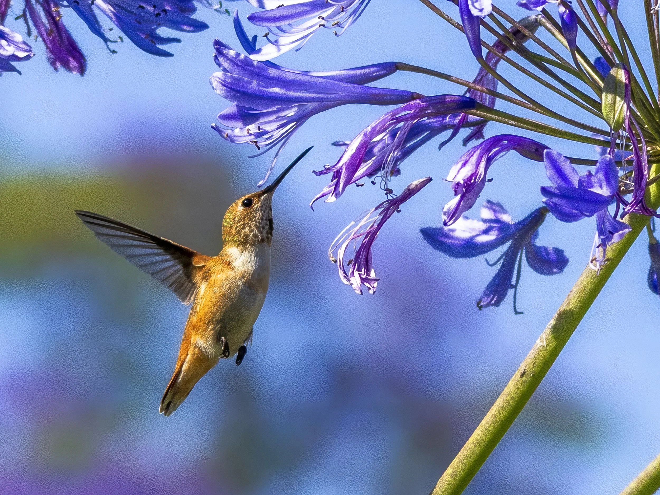 090625_Hummingbird_2446-B.jpg