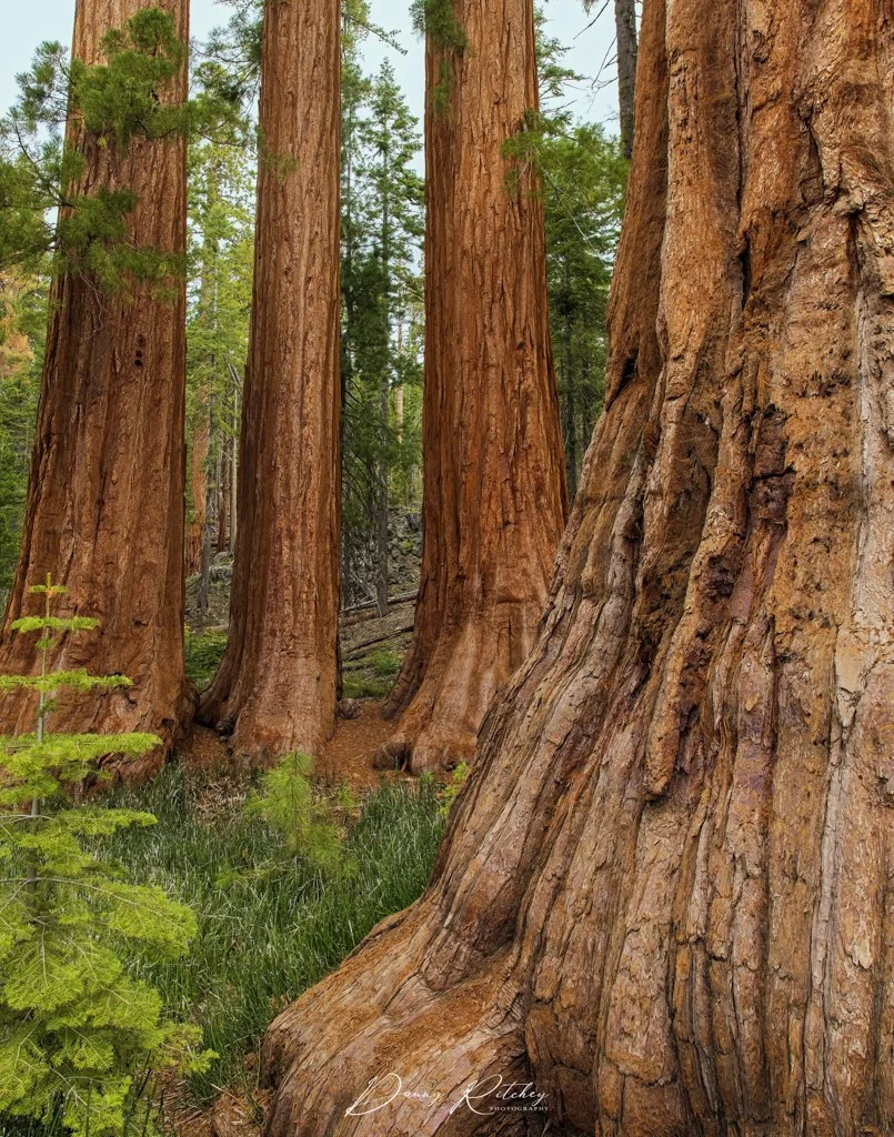 20230529_YoseMayTrip_1640-BS 11x14.JPG